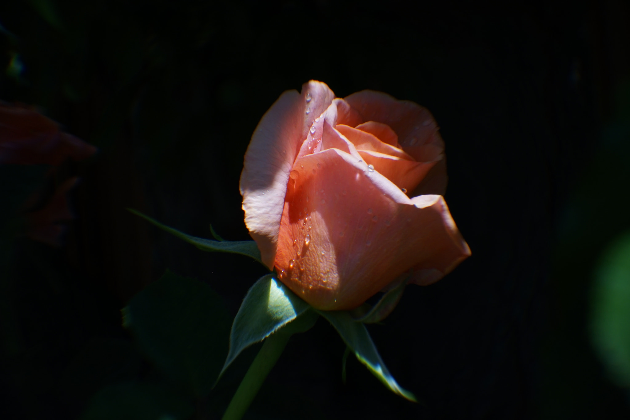 Sony FE 24-240mm F3.5-6.3 OSS sample photo. Tears of rose photography