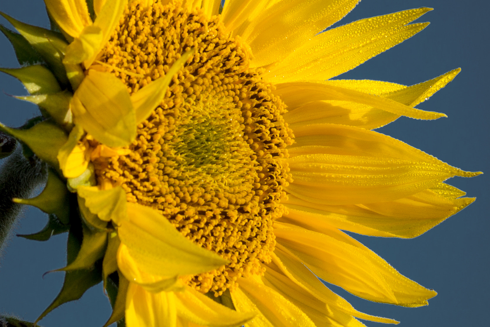 Sony DT 16-105mm F3.5-5.6 sample photo. Here is the sun! photography
