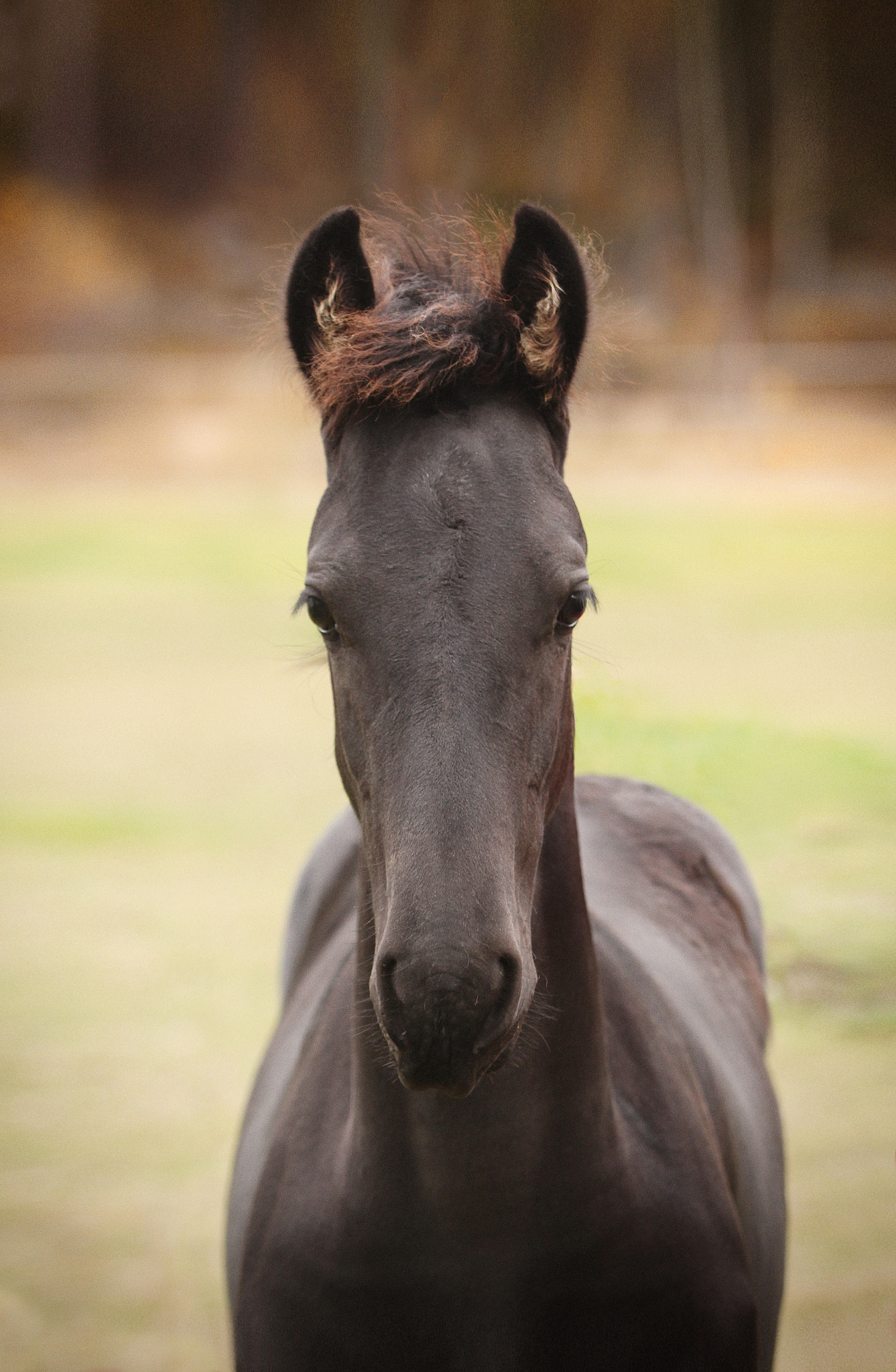 Canon EF 70-200mm F2.8L USM sample photo. Arthur van vitikkala photography