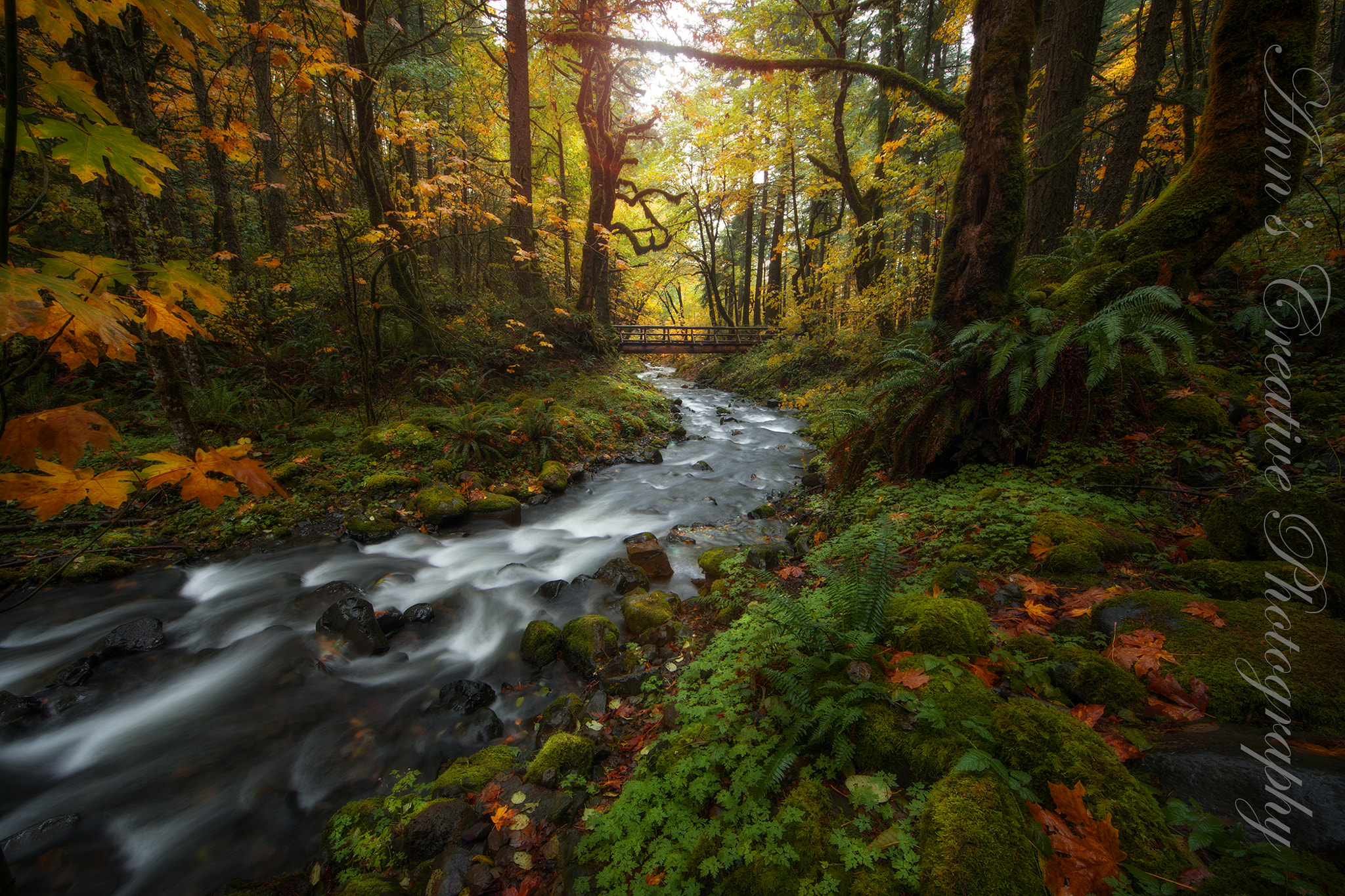 Canon EF 14mm F2.8L II USM sample photo. Gorton creek 2 photography