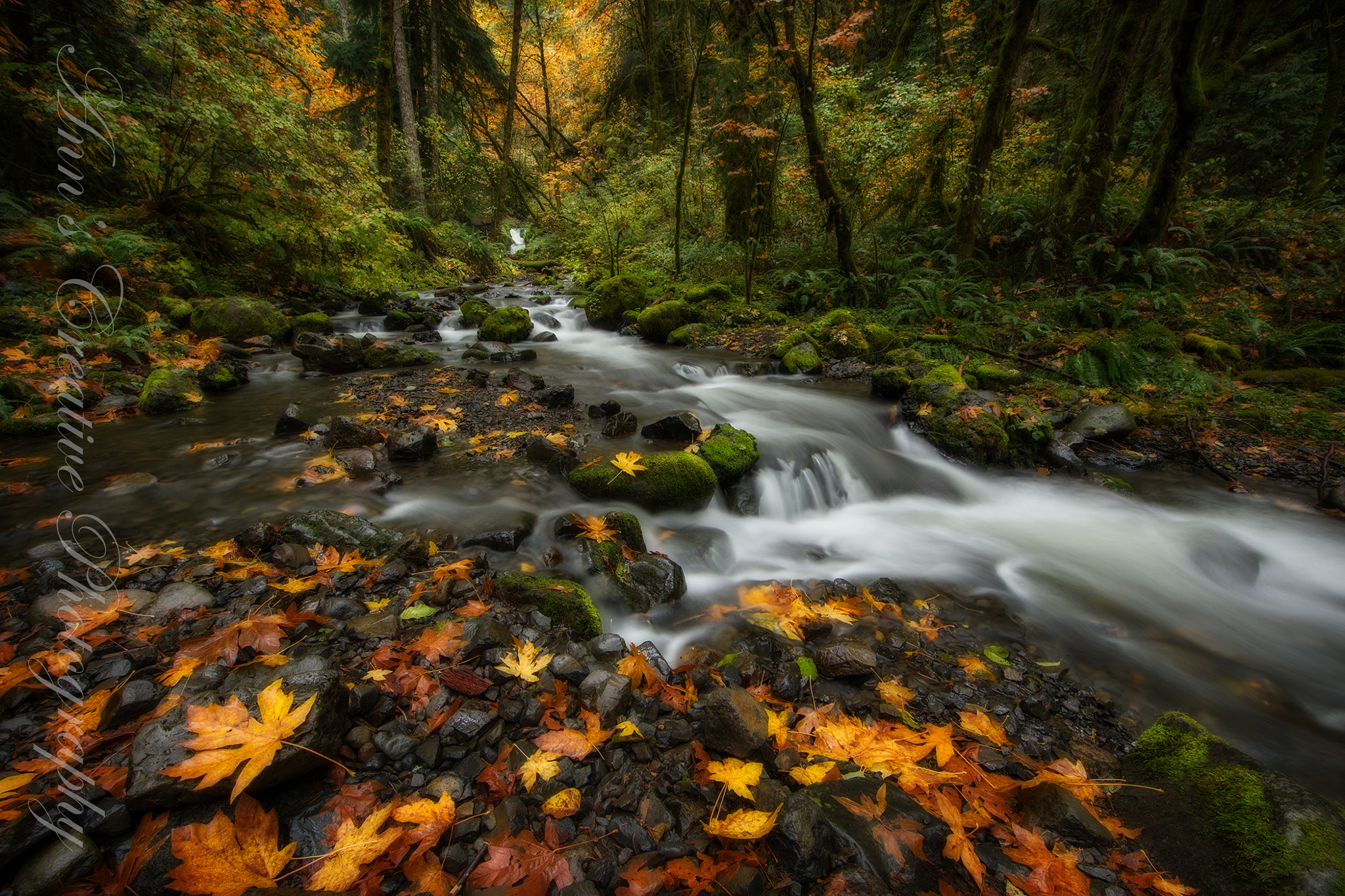 Canon EF 14mm F2.8L II USM sample photo. Gorton creek 1 photography