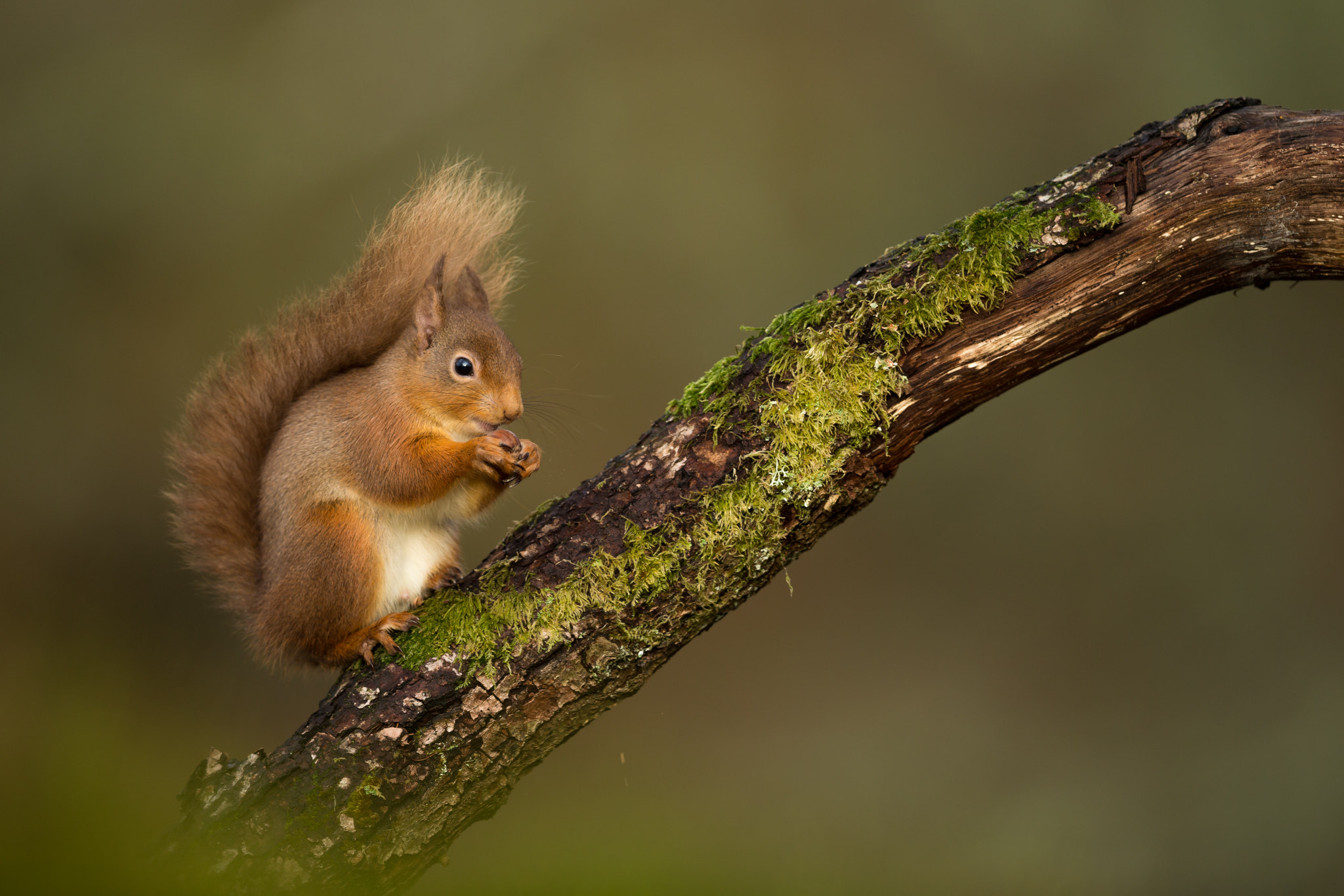 Canon EOS-1D X sample photo. Red squirrel photography