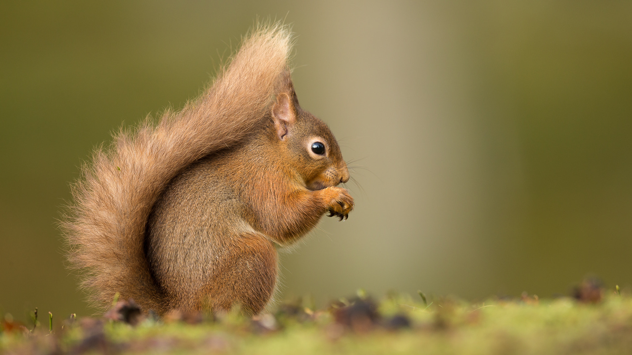 Canon EOS-1D X + Canon EF 500mm F4L IS II USM sample photo. Red squirrel photography