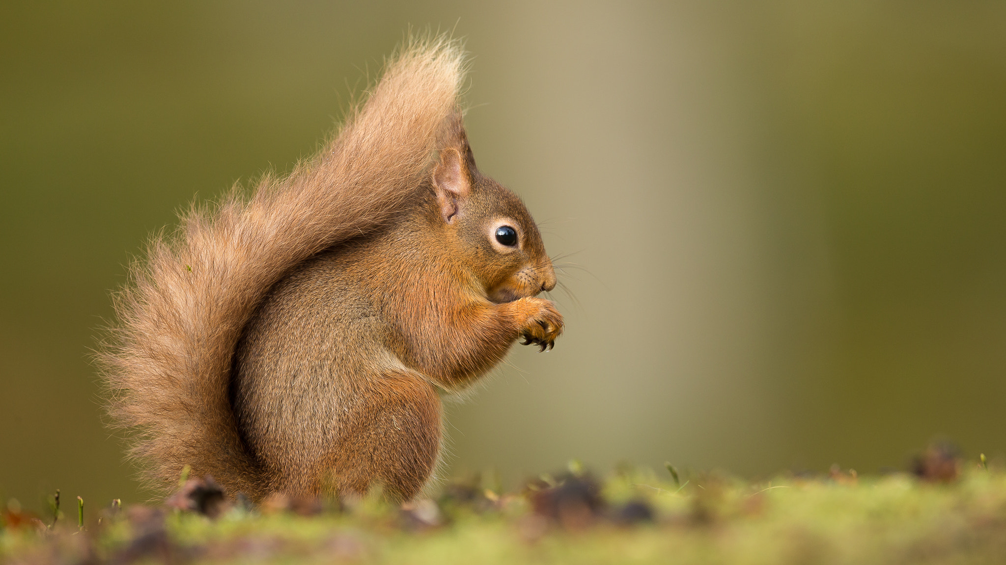 Canon EF 500mm F4L IS II USM sample photo. Red squirrel photography