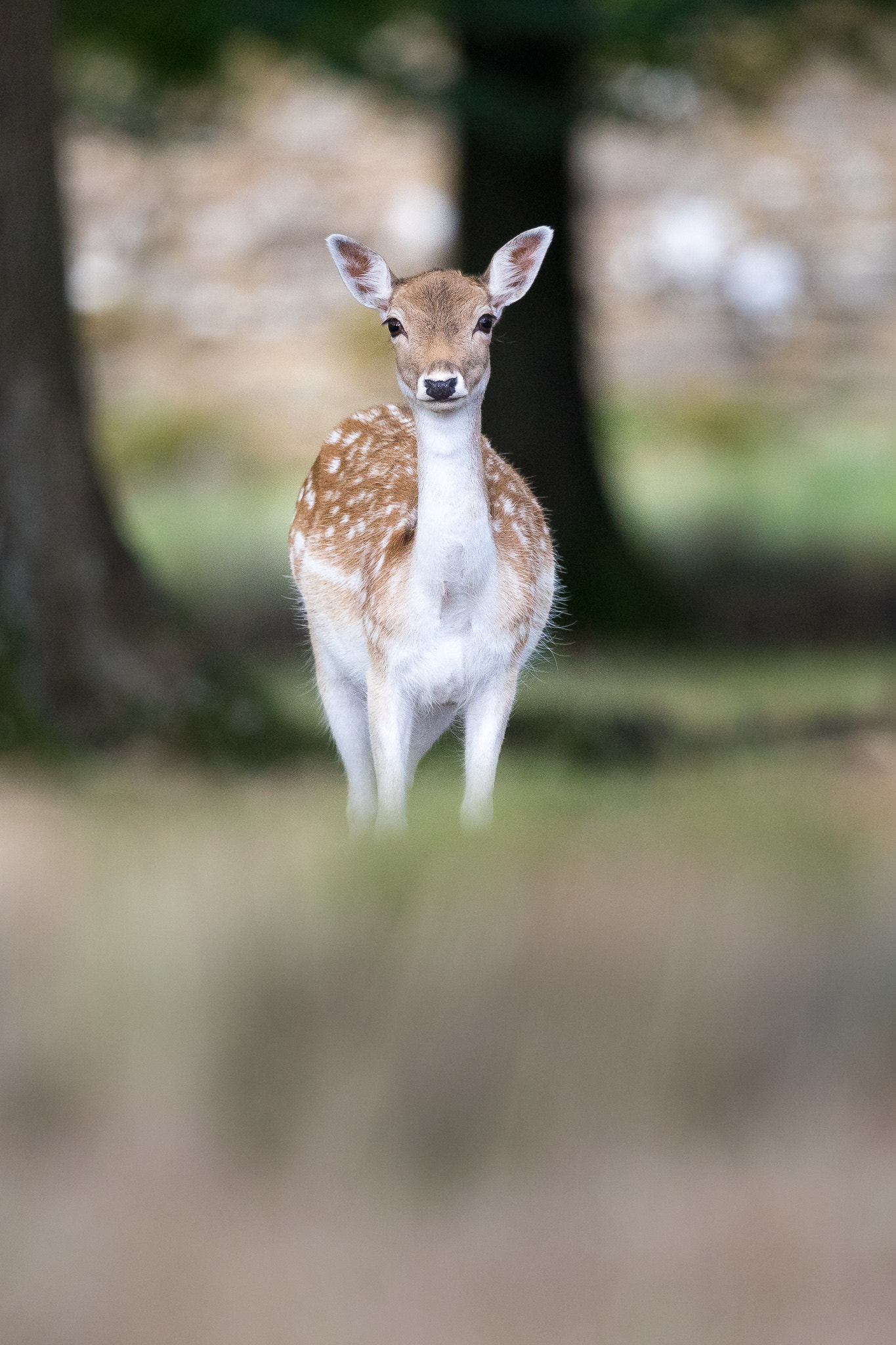 Canon EF 500mm F4L IS II USM sample photo. Fallow deer photography
