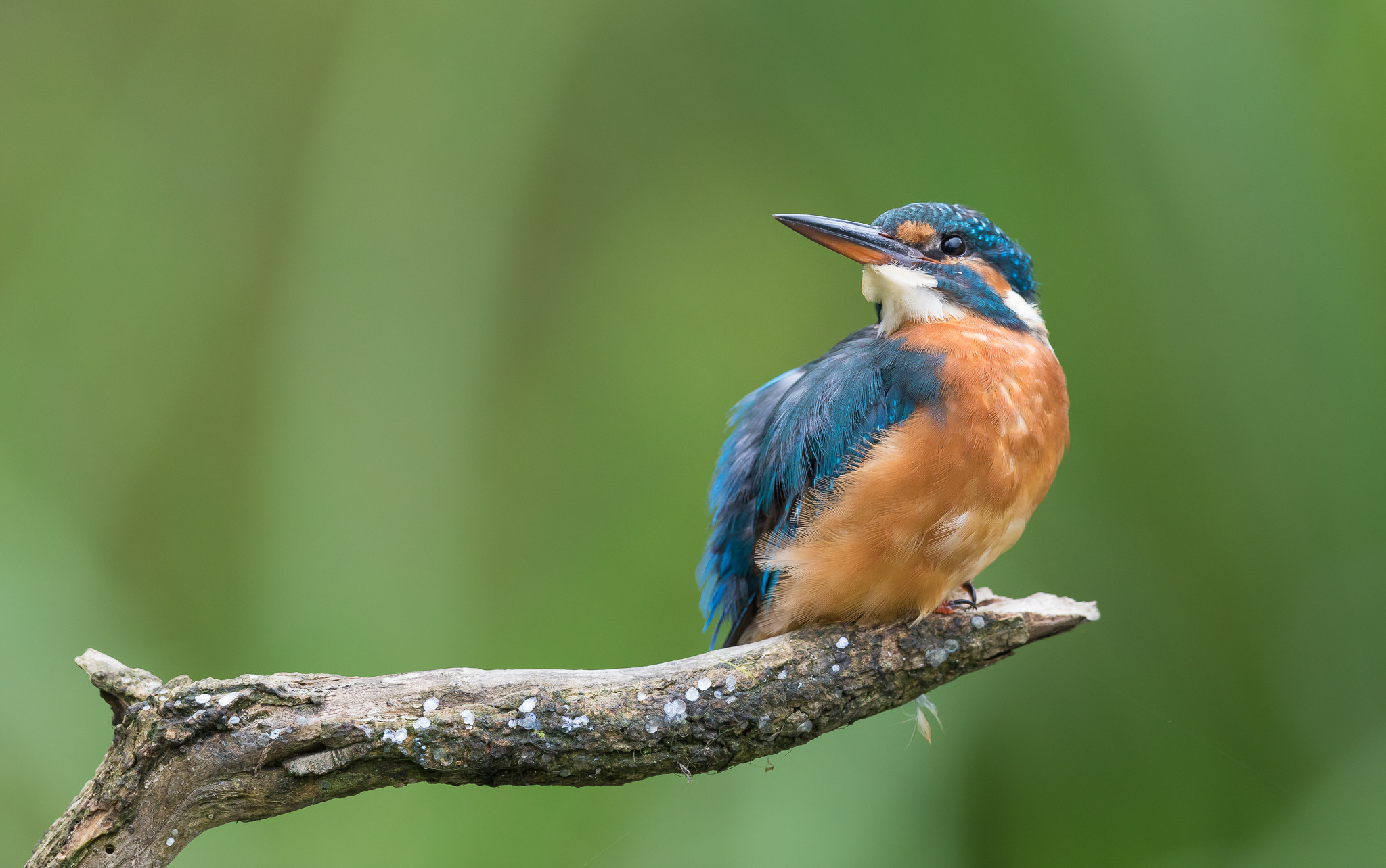 Canon EF 500mm F4L IS II USM sample photo. Kingfisher photography