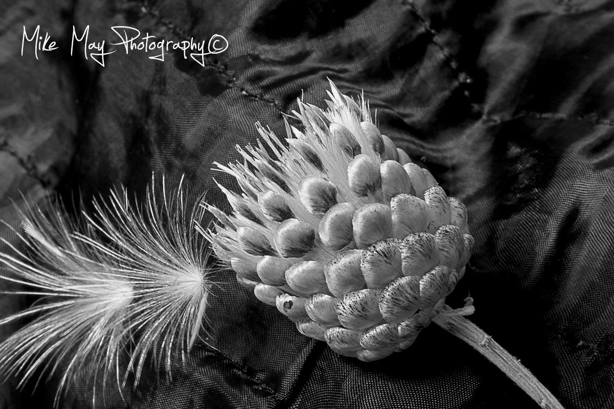 Sigma 17-70mm F2.8-4 DC Macro OS HSM sample photo. Wonder photography