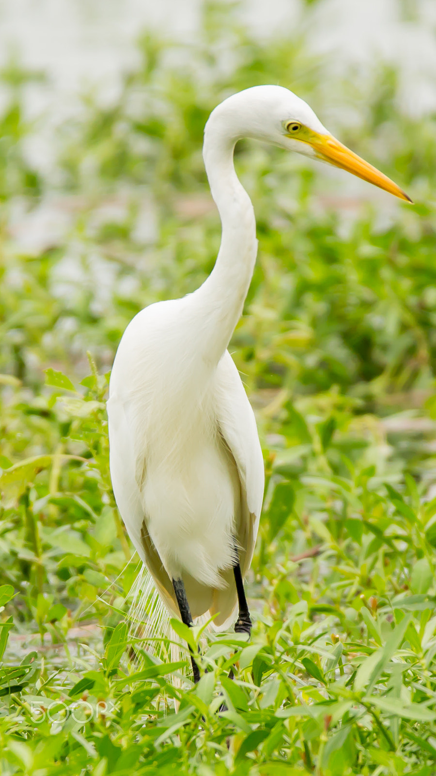 150-600mm F5-6.3 DG OS HSM | Contemporary 015 sample photo. Img photography