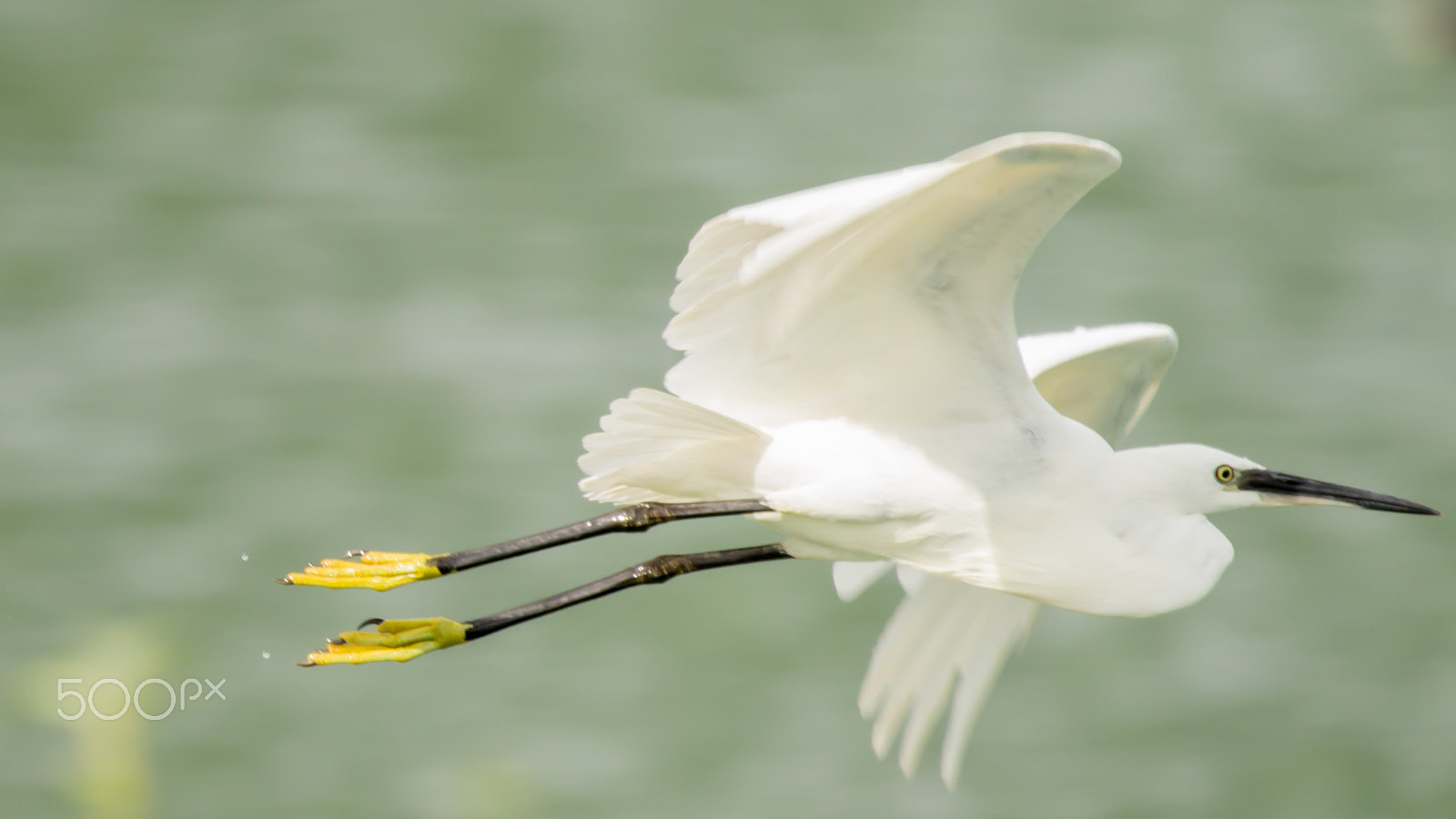 150-600mm F5-6.3 DG OS HSM | Contemporary 015 sample photo. Img photography