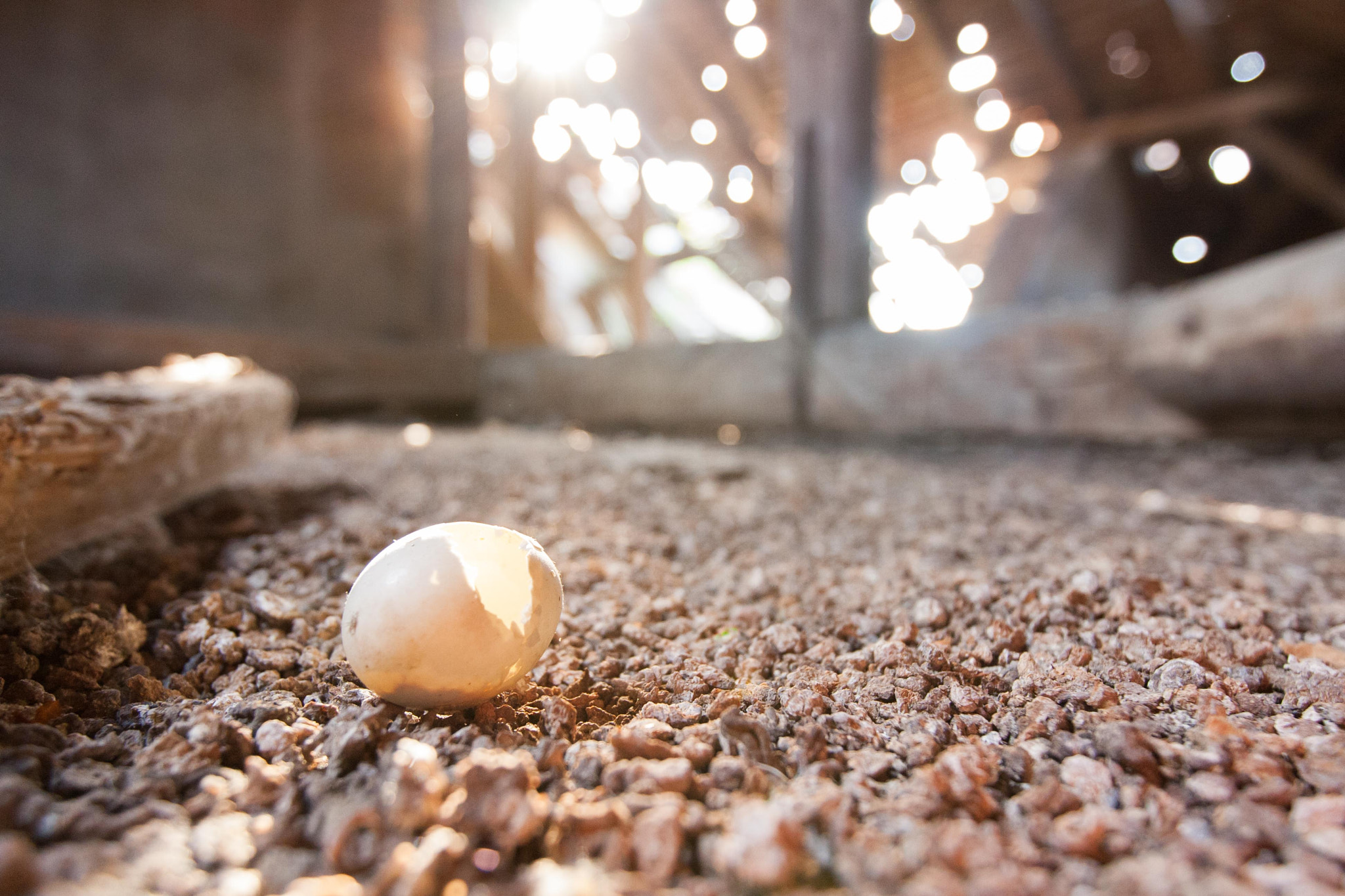 Canon EF 16-35mm F2.8L II USM sample photo. Abandoned, hatched egg photography