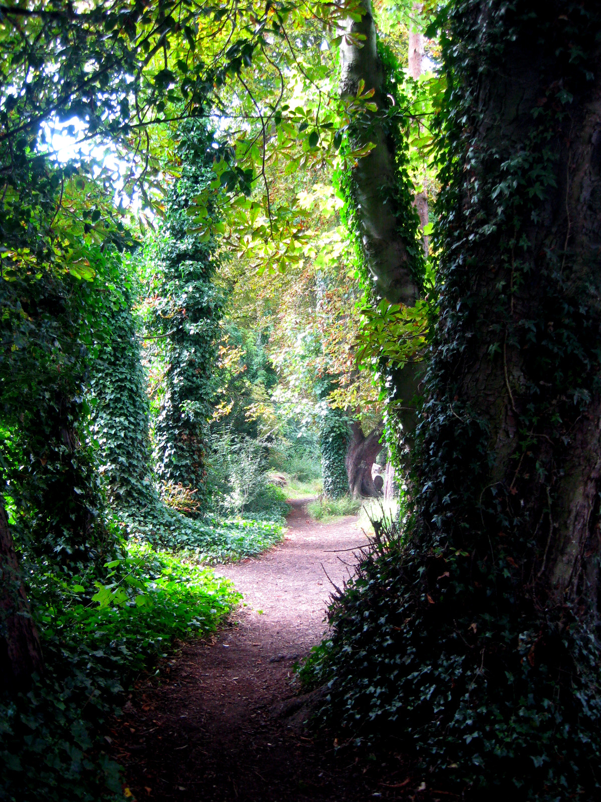 Canon POWERSHOT A570 IS sample photo. Pathway photography