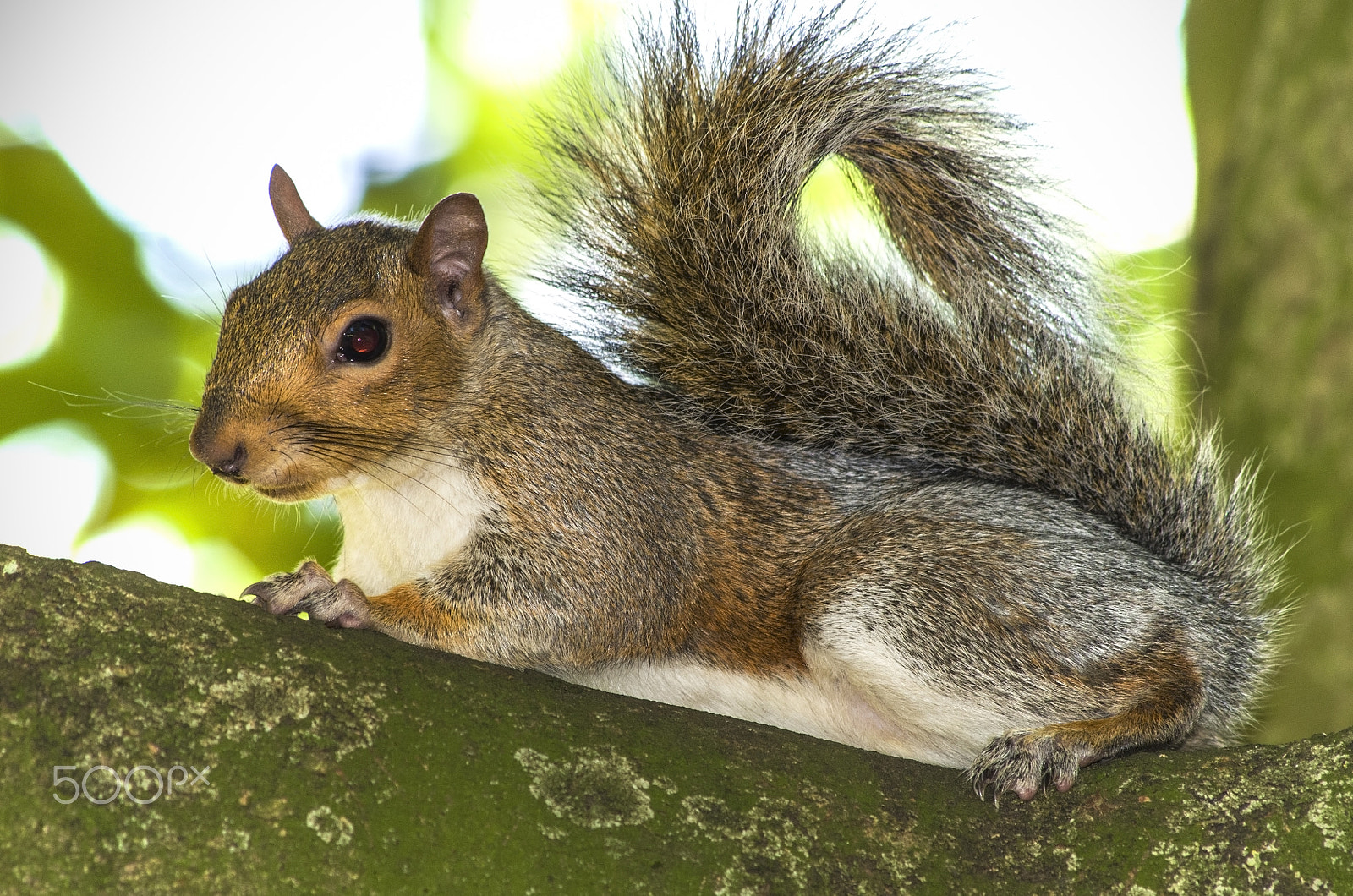 HD Pentax DA 55-300mm F4.0-5.8 ED WR sample photo. Squirrel photography