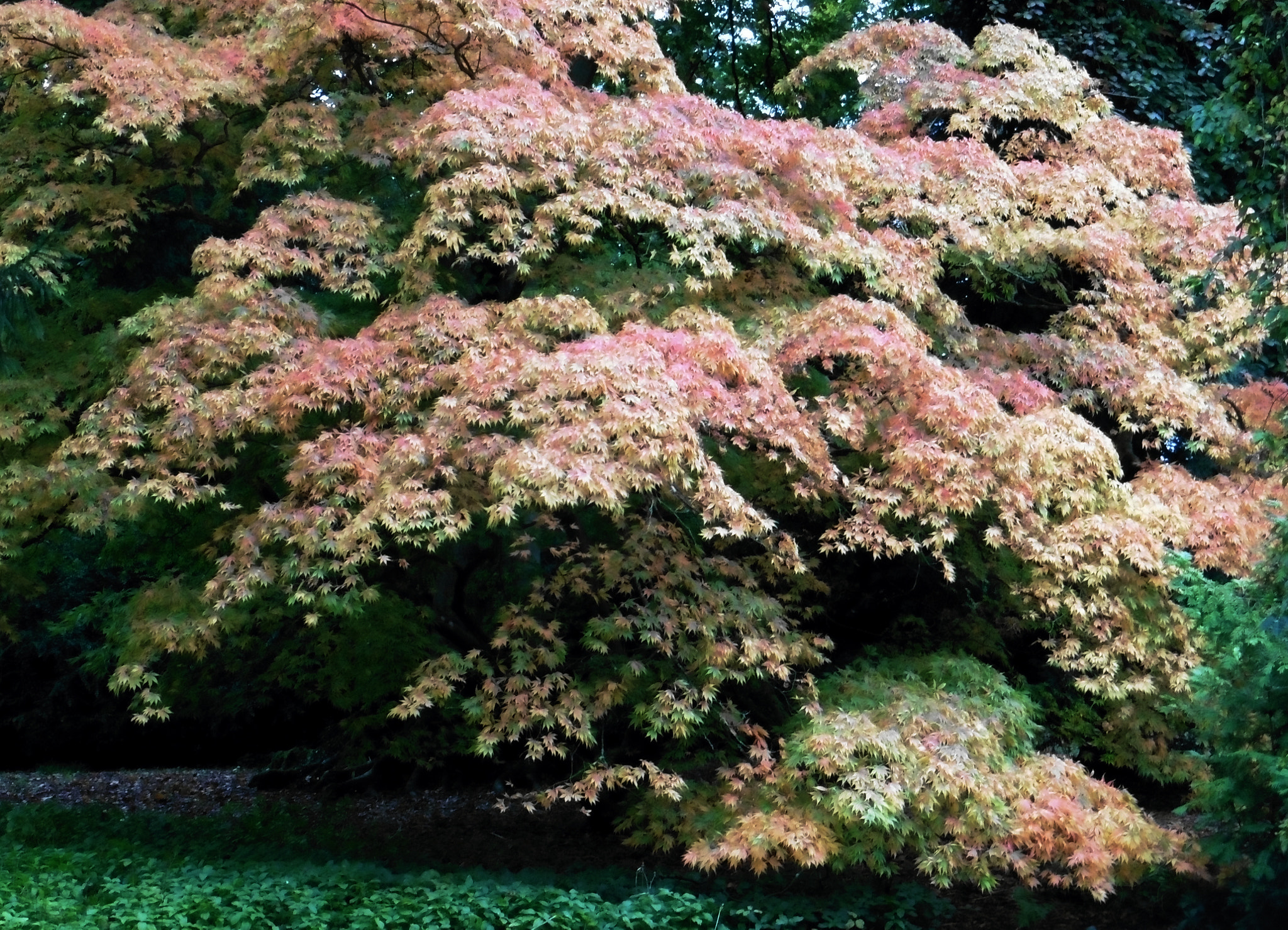 Panasonic DMC-TZ55 sample photo. Westonbirt autumn colour photography