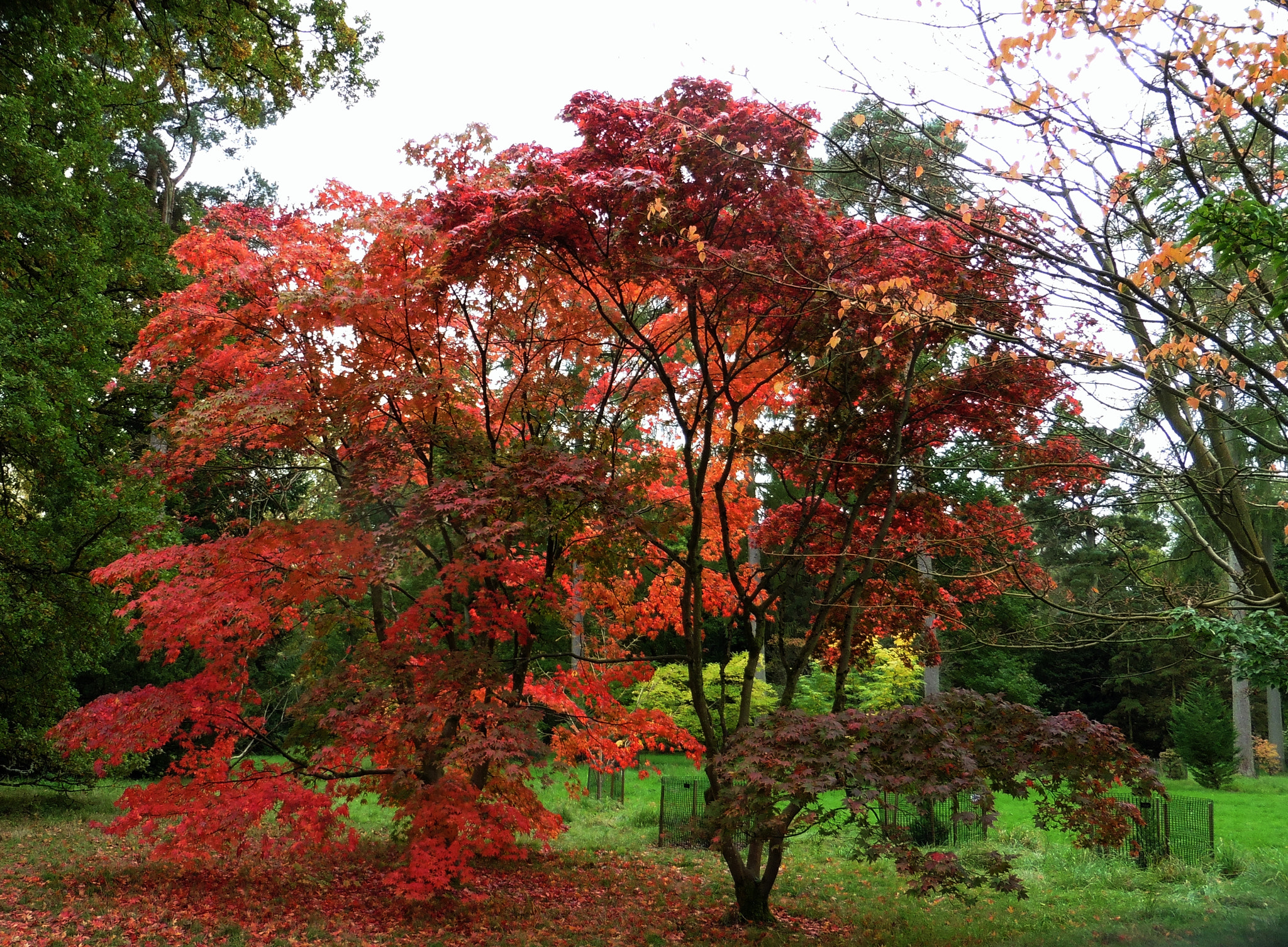 Panasonic DMC-TZ55 sample photo. Westonbirt arboretum colour photography