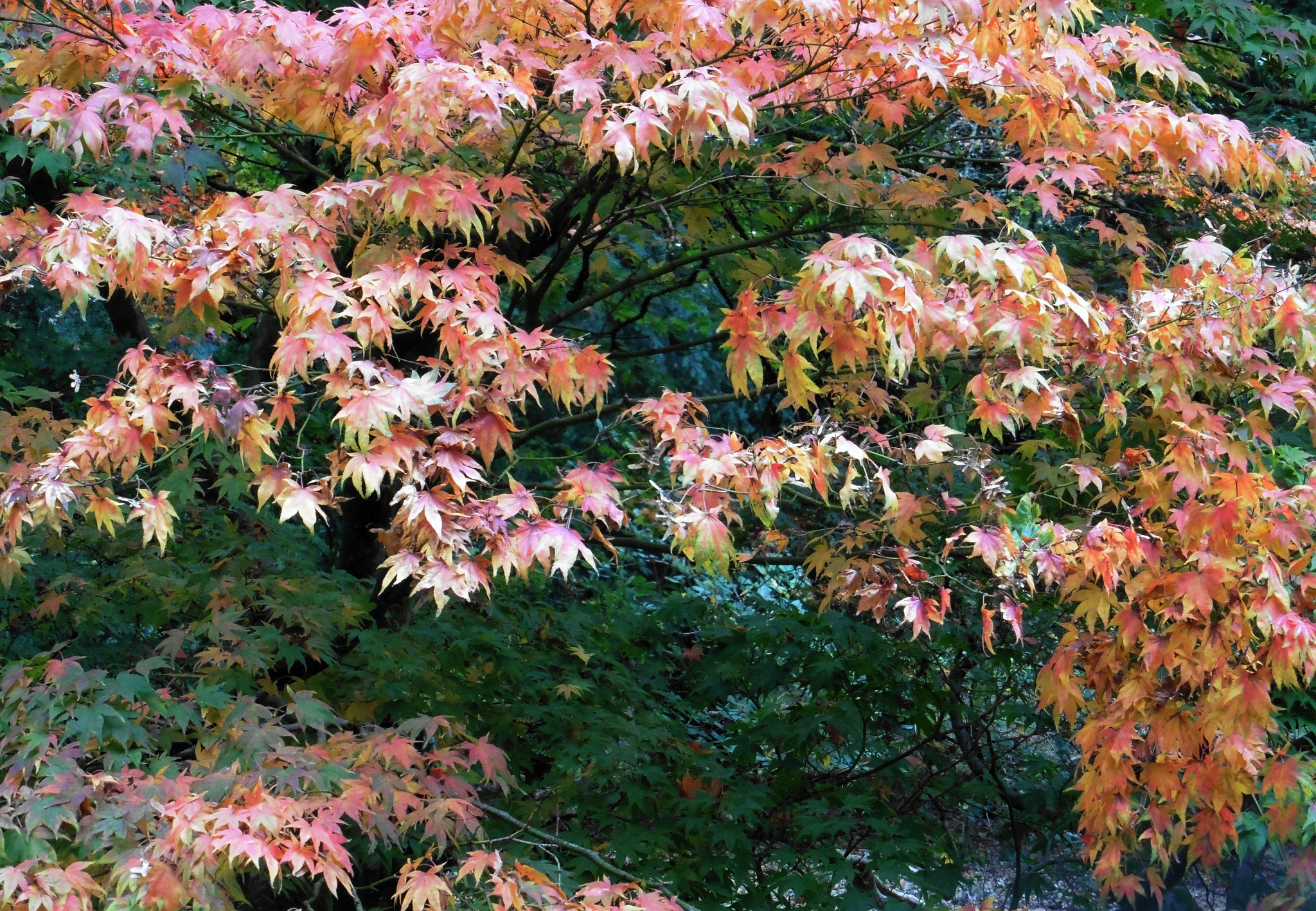 Panasonic DMC-TZ55 sample photo. Westonbirt colourful acers photography