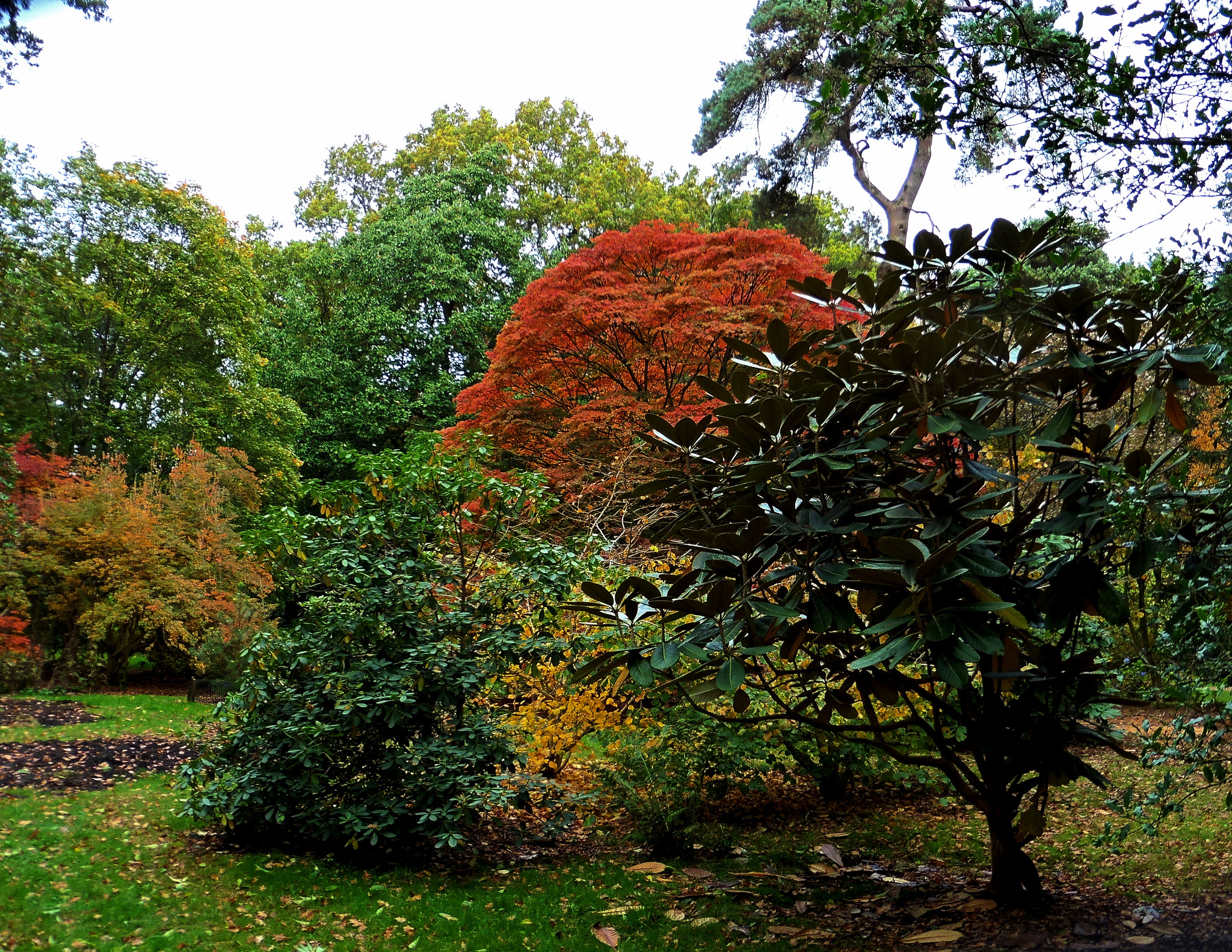 Panasonic DMC-TZ55 sample photo. Westonbirt arboretum trees photography