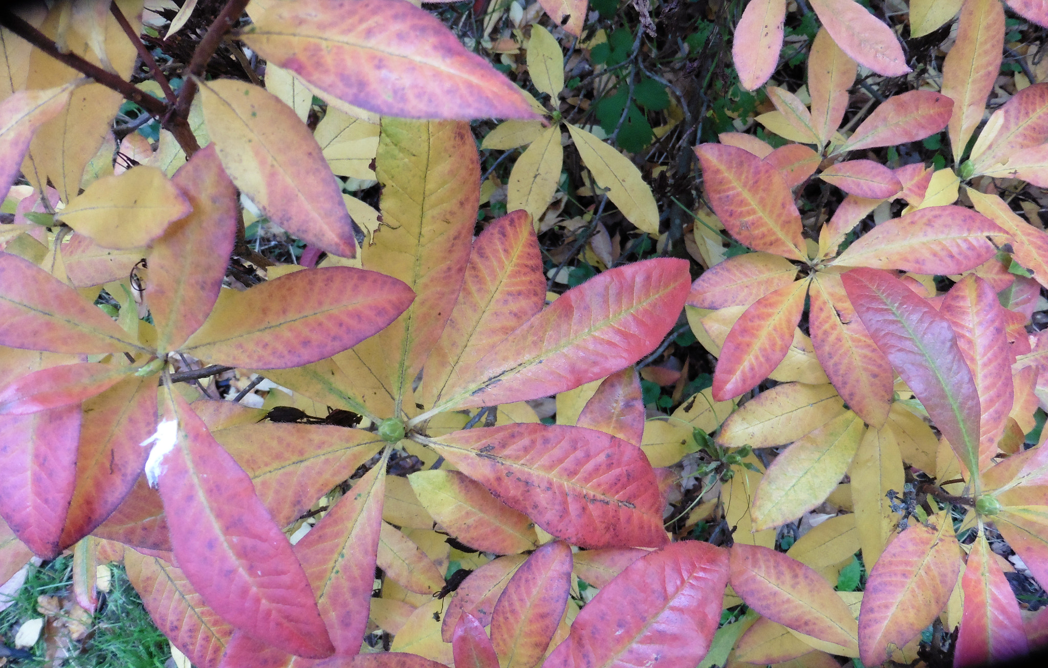 Panasonic DMC-TZ55 sample photo. Westonbirt  - pink! photography