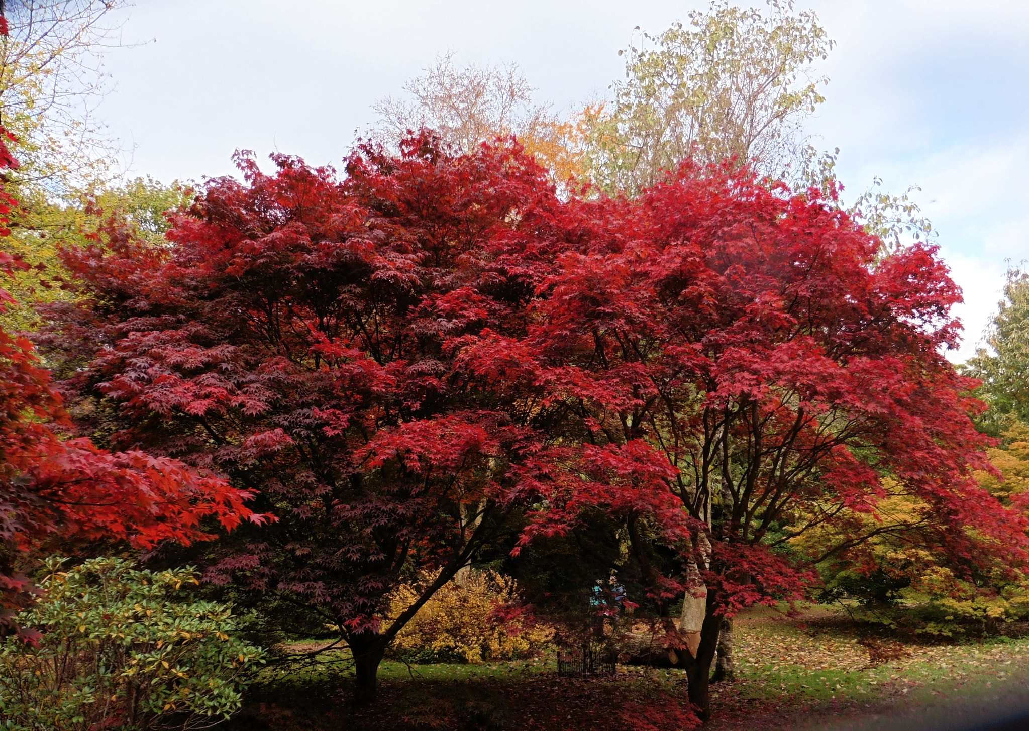 Panasonic DMC-TZ55 sample photo. Westonbirt arboretum photography