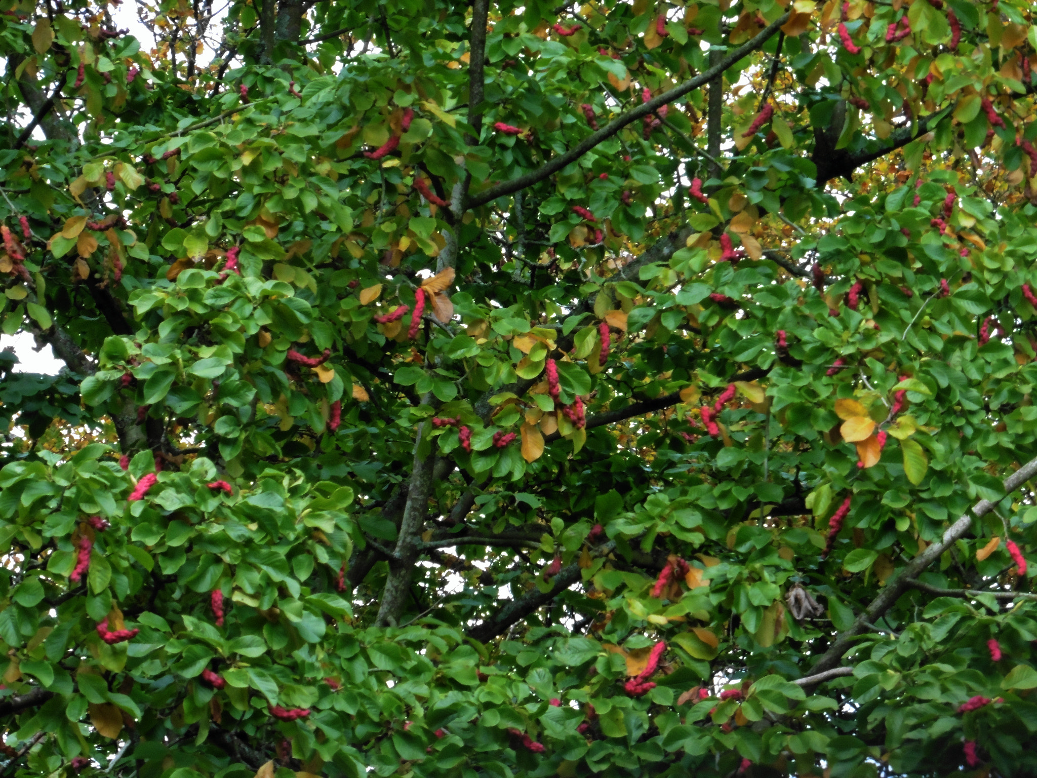 Panasonic DMC-TZ55 sample photo. Westonbirt surprising seed pods photography