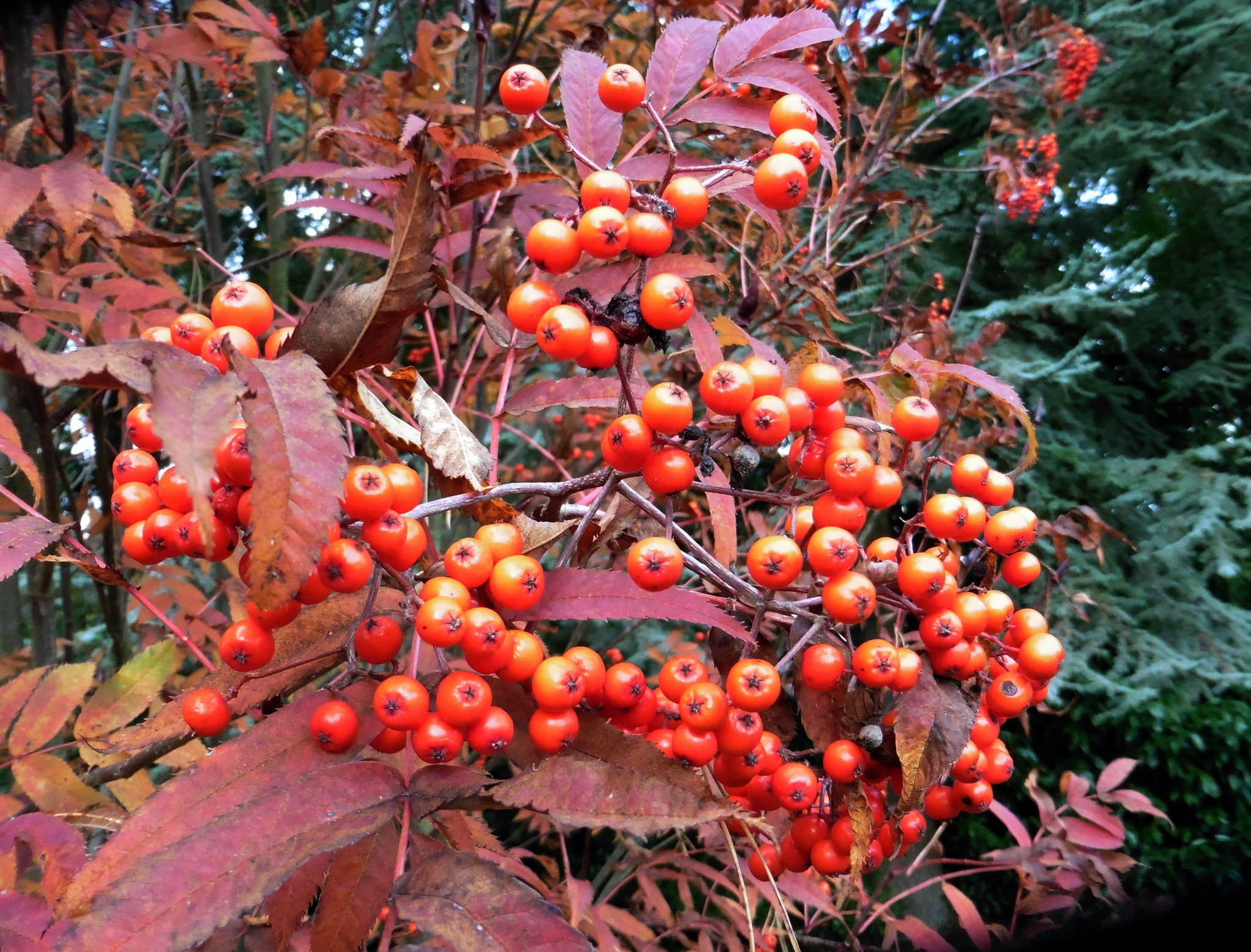 Panasonic DMC-TZ55 sample photo. Westonbirt sorbus leaves and berries photography