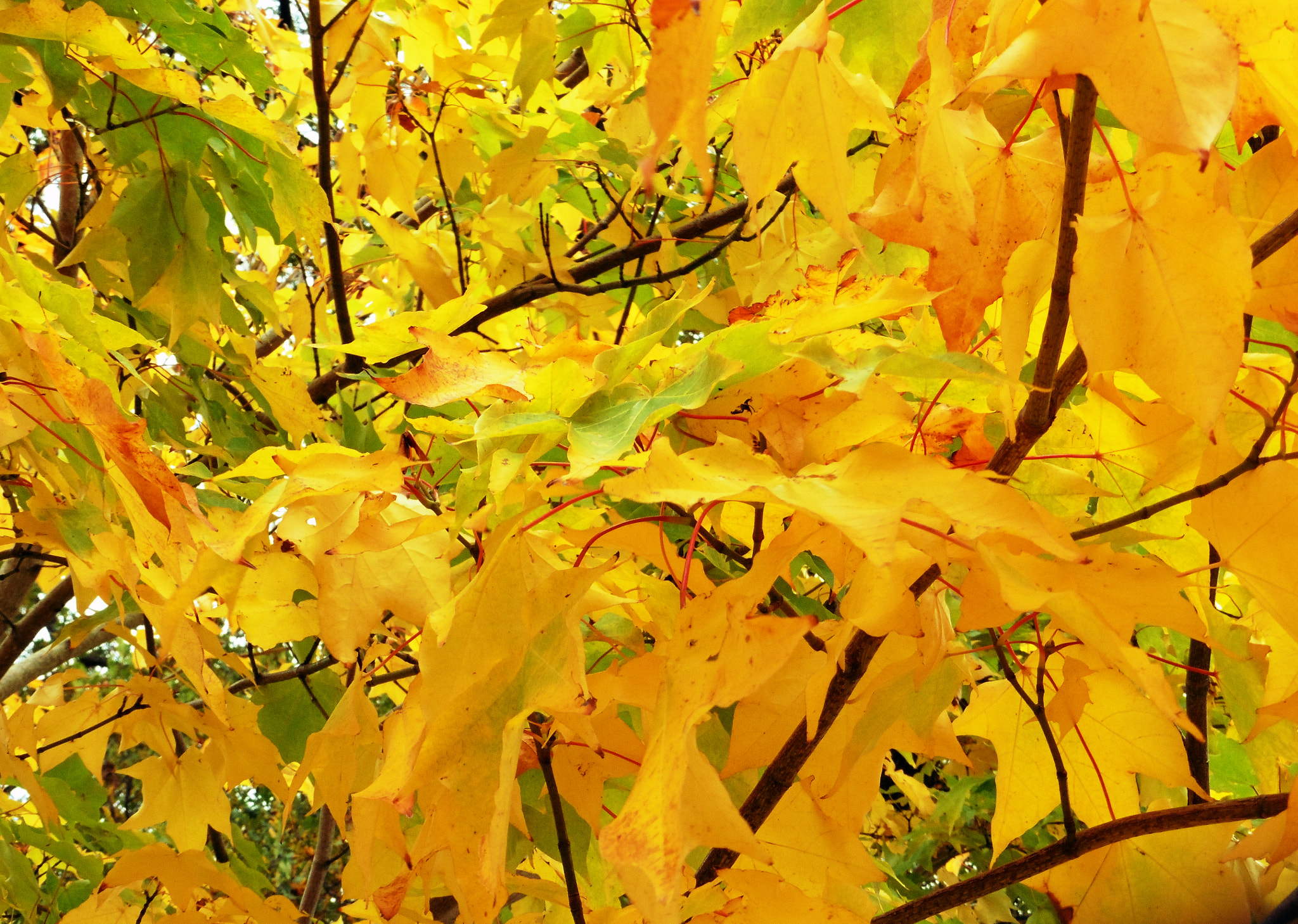 Panasonic DMC-TZ55 sample photo. Golden leaves westonbirt photography