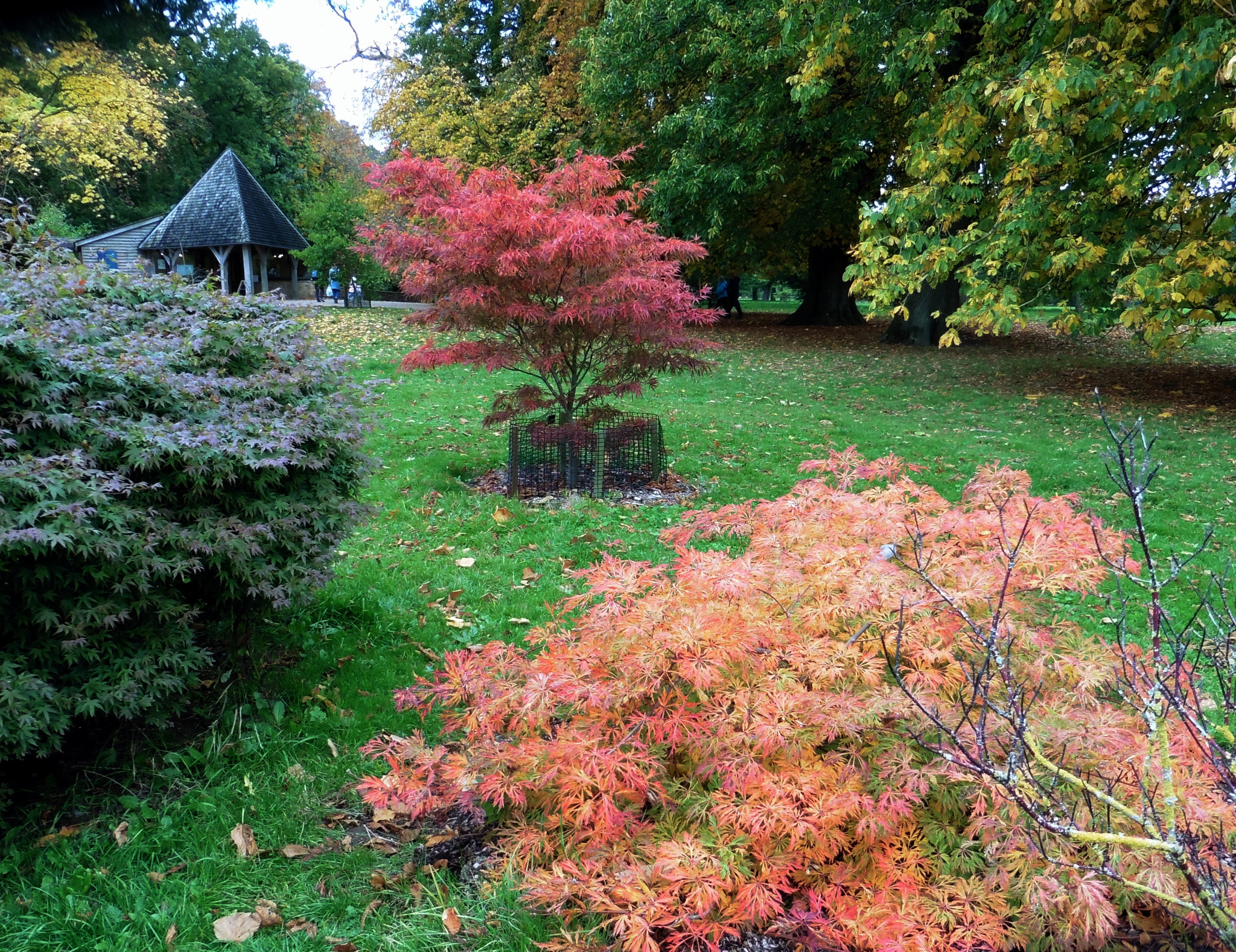 Panasonic DMC-TZ55 sample photo. Westonbirt autumn,arboretum view photography