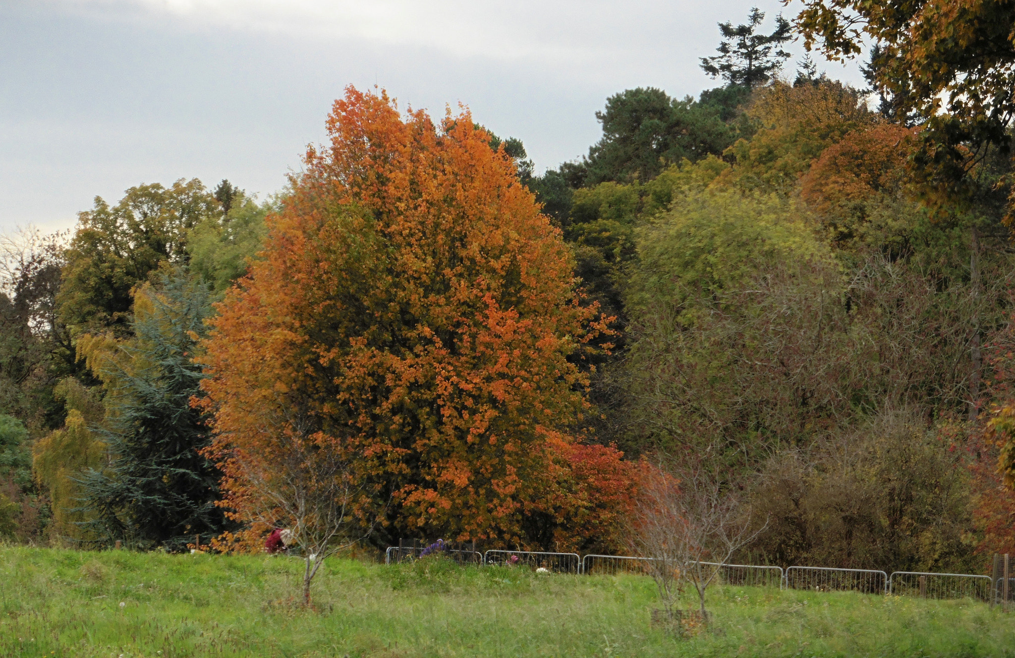 Panasonic DMC-TZ55 sample photo. Westonbirt distant view photography