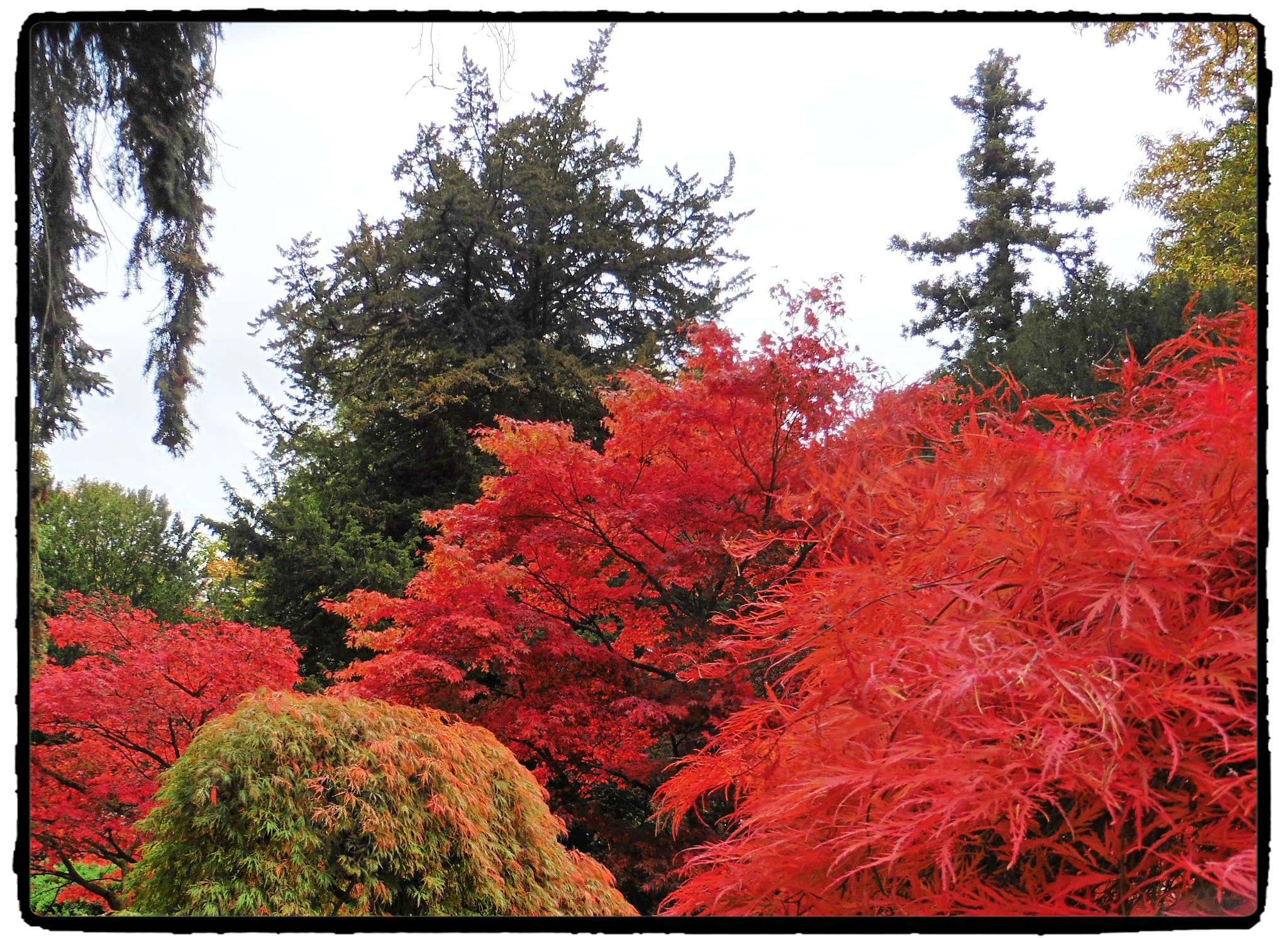 Panasonic DMC-TZ55 sample photo. Westonbirt  - trees on fire photography