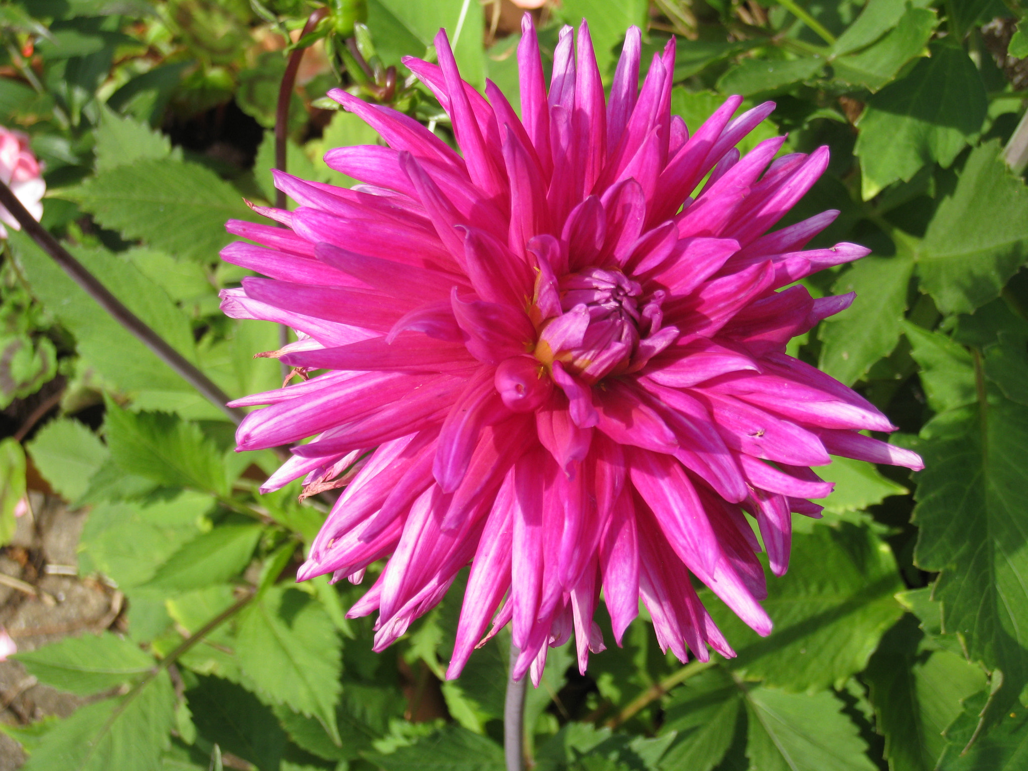 Canon DIGITAL IXUS 860 IS sample photo. My garden cactus dahlia photography