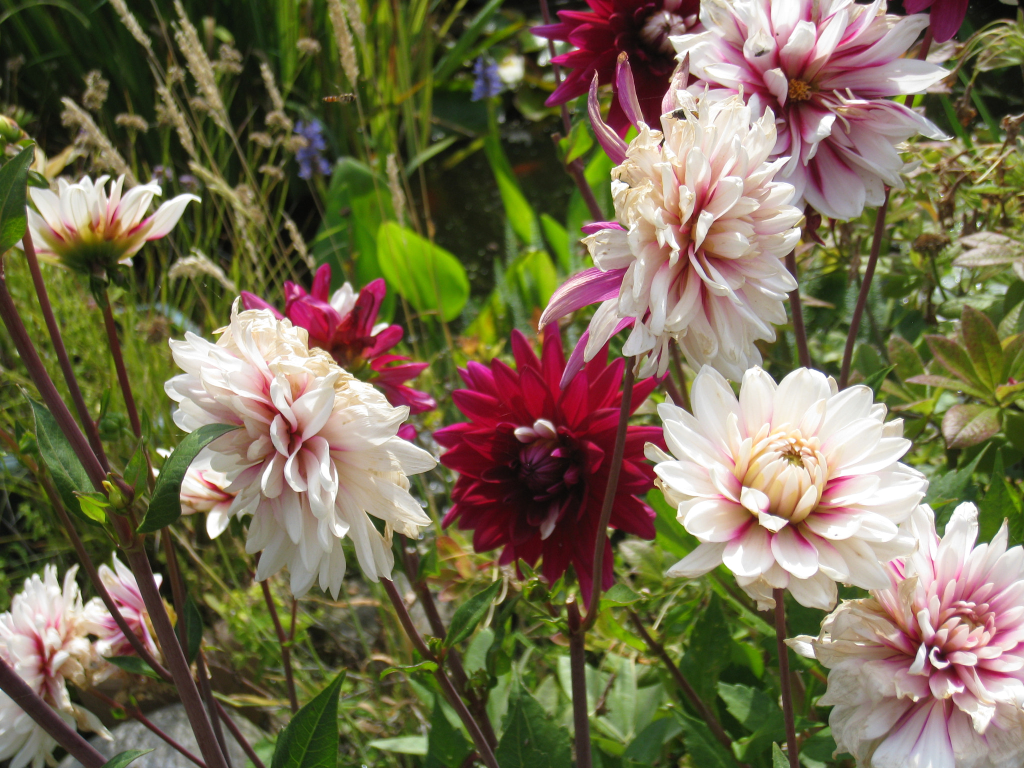 Canon DIGITAL IXUS 860 IS sample photo. My gardentwo colours on one dahlia photography