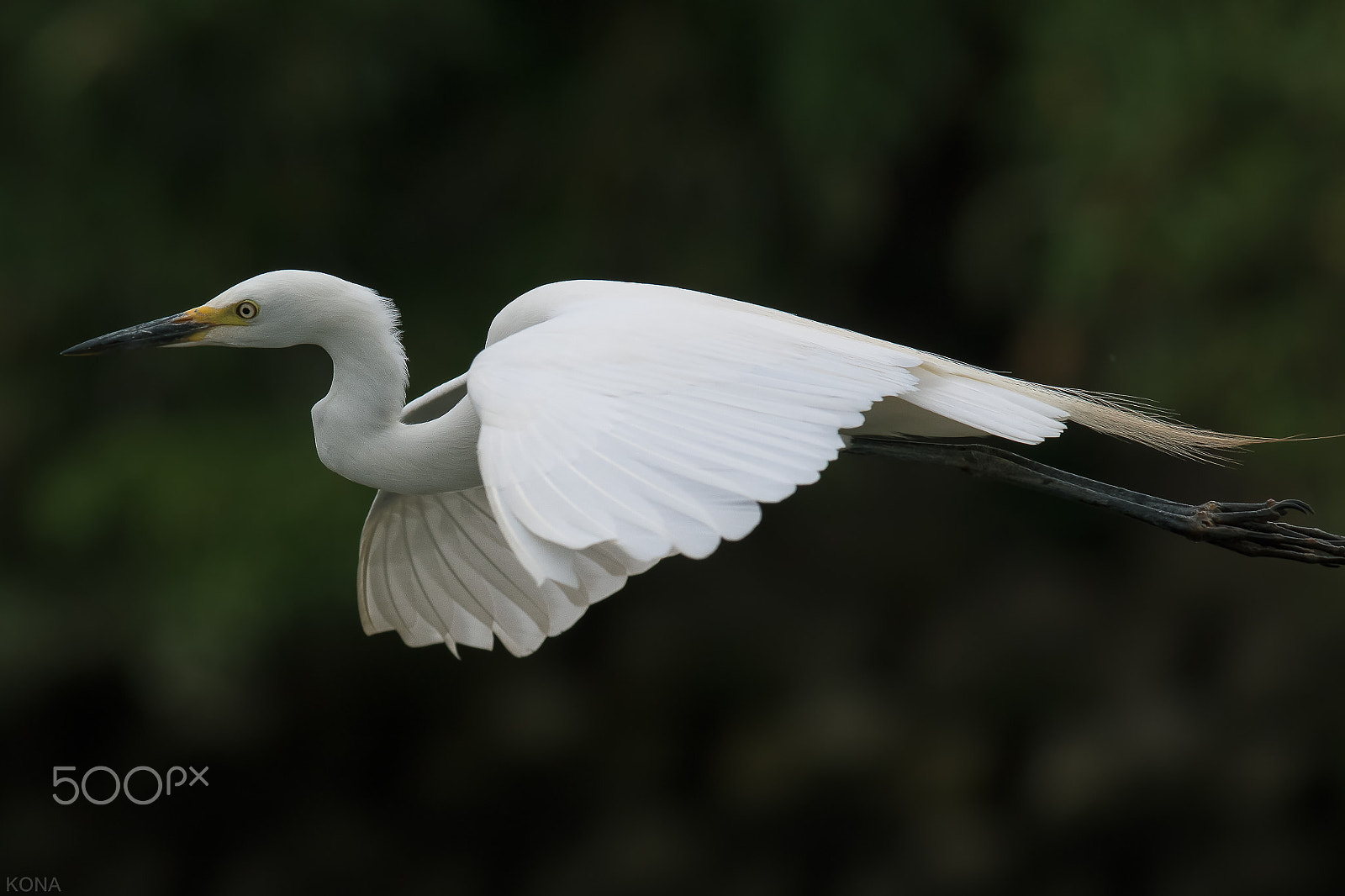 Nikon AF-S Nikkor 400mm F2.8G ED VR II sample photo. 30477342435.sagi photography