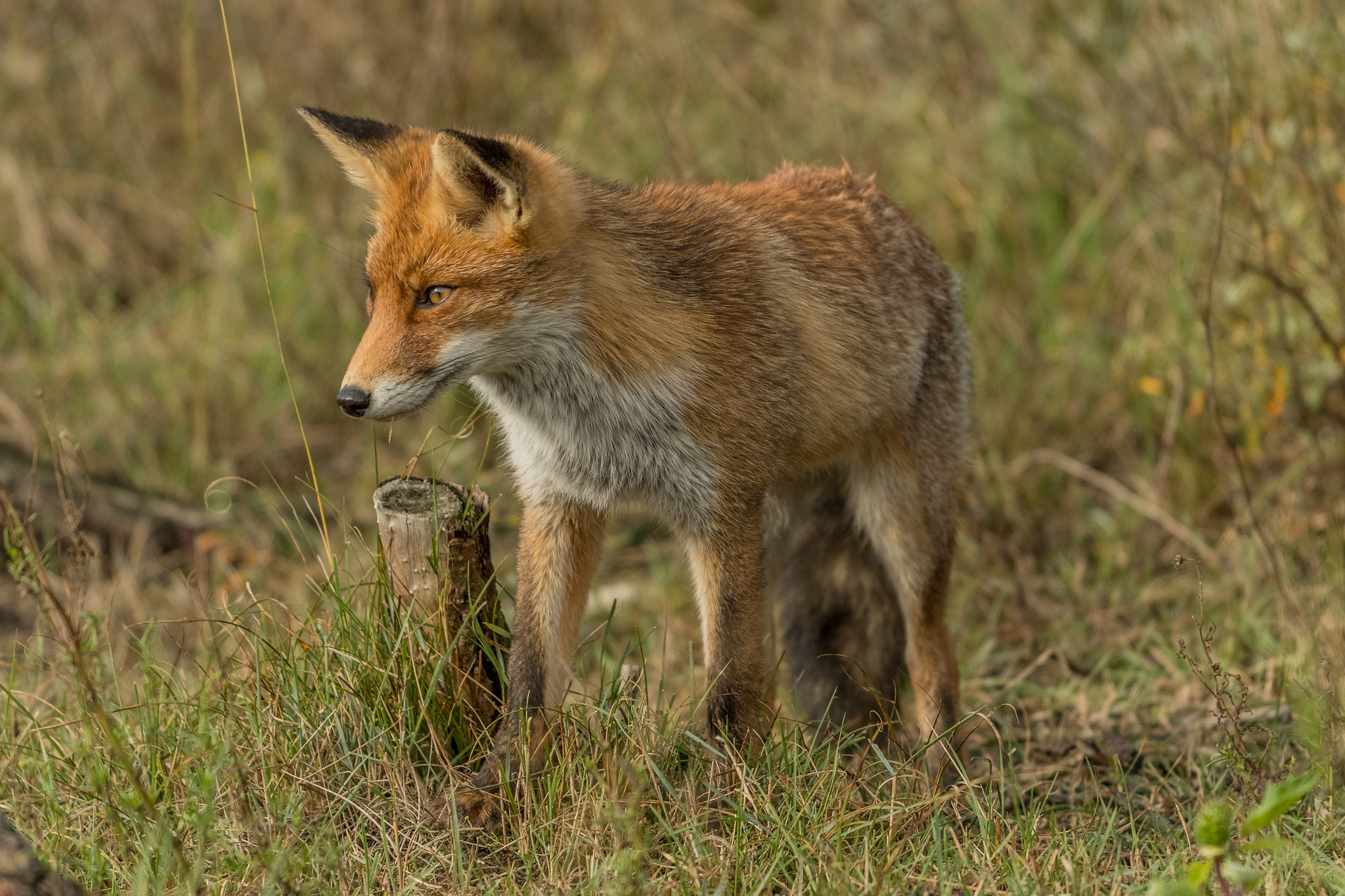 Nikon AF-S Nikkor 70-200mm F4G ED VR sample photo. I spy with my little eye ... photography