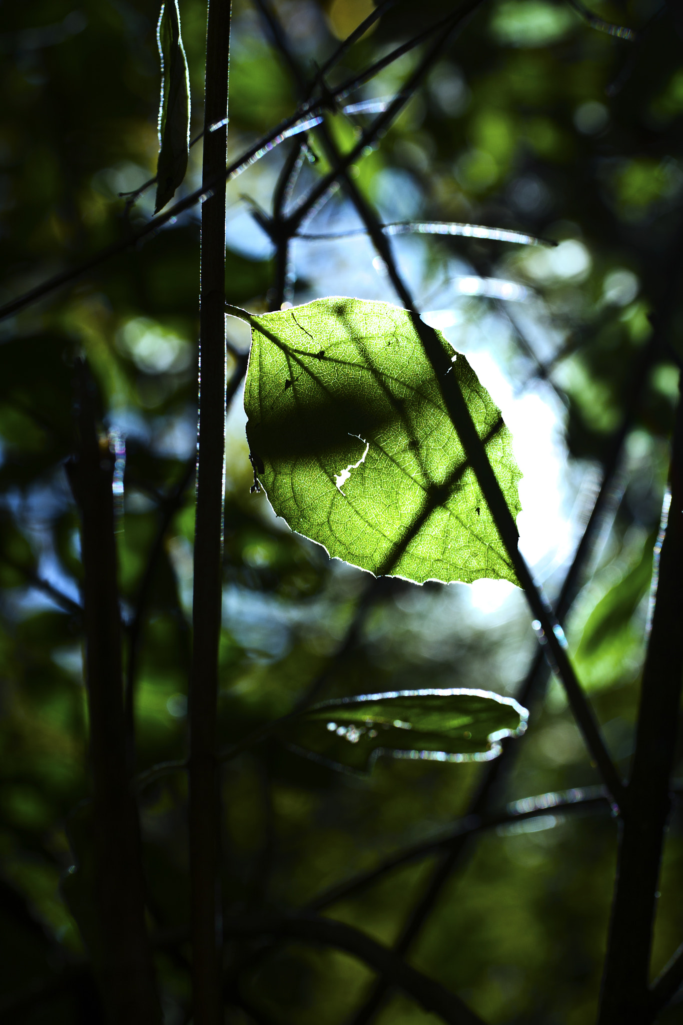 Canon EOS-1D Mark III sample photo