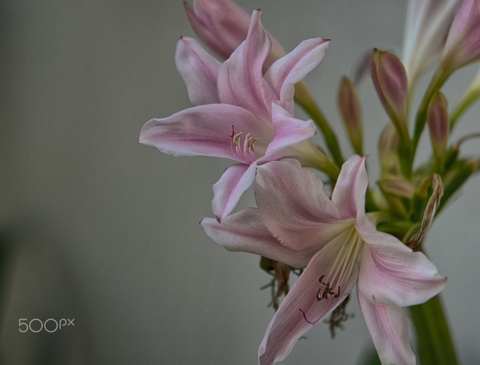 Nikon D5200 sample photo. Flowers photography