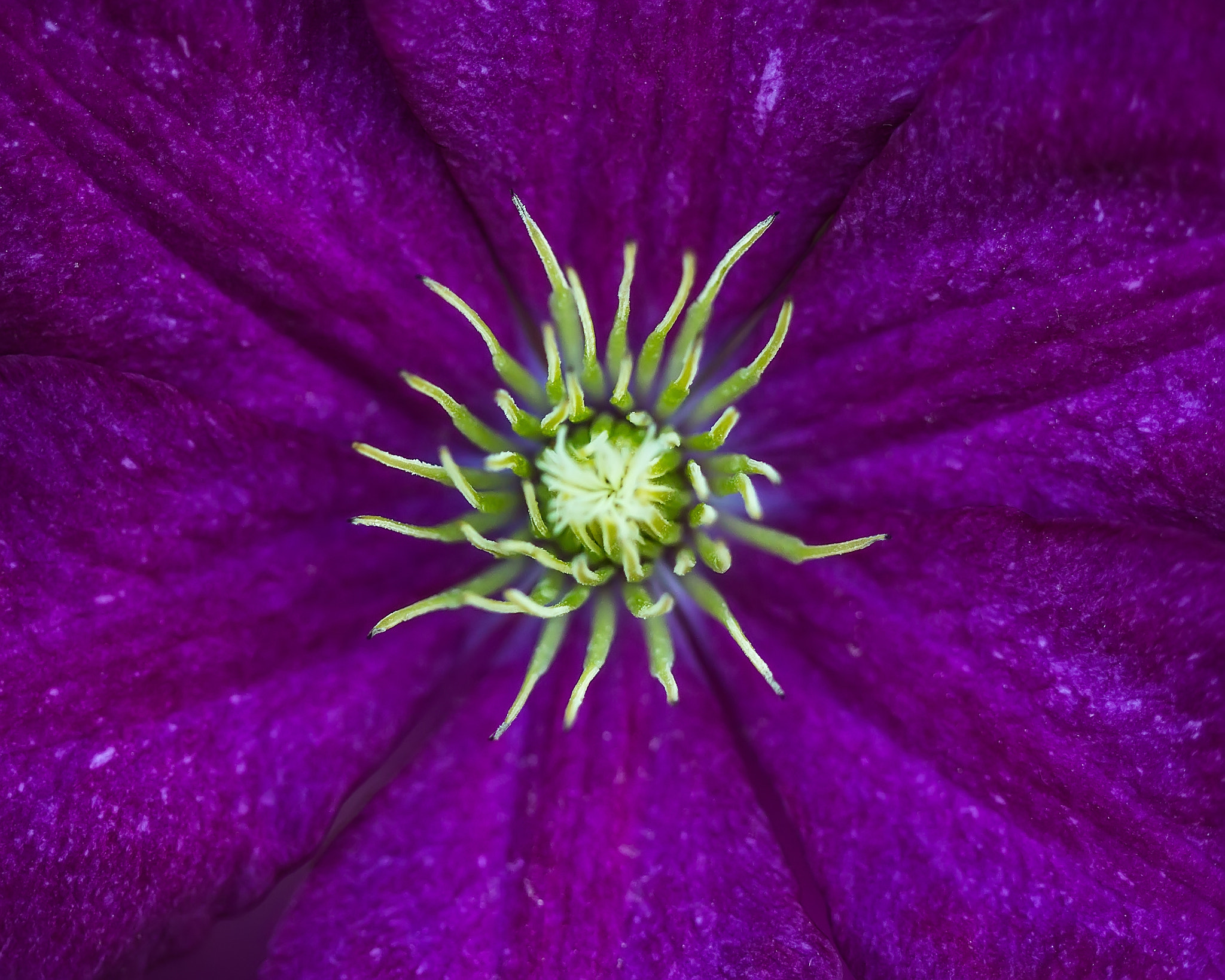 Canon EF 100mm F2.8 Macro USM sample photo. Purple blossom. photography