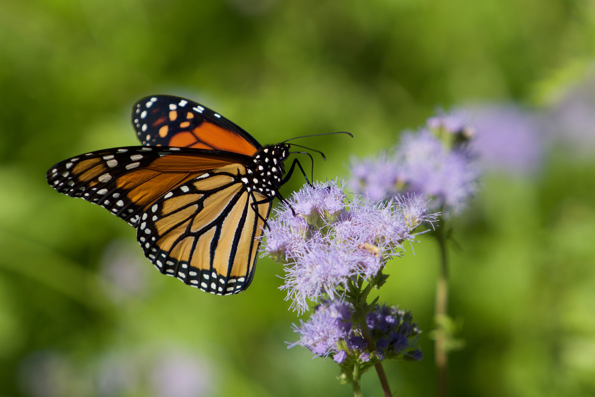 Sony a6000 + Sony FE 70-200mm F4 G OSS sample photo. Monarch butterfly photography