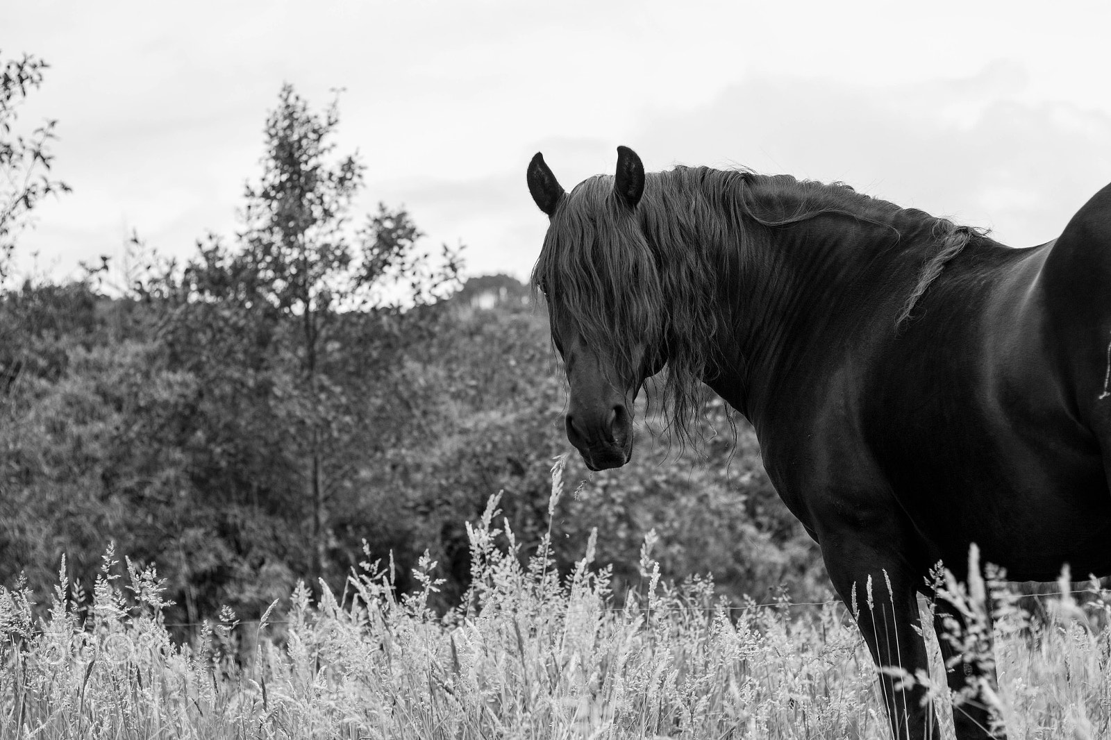 Canon EOS 550D (EOS Rebel T2i / EOS Kiss X4) sample photo. Long hair horse photography