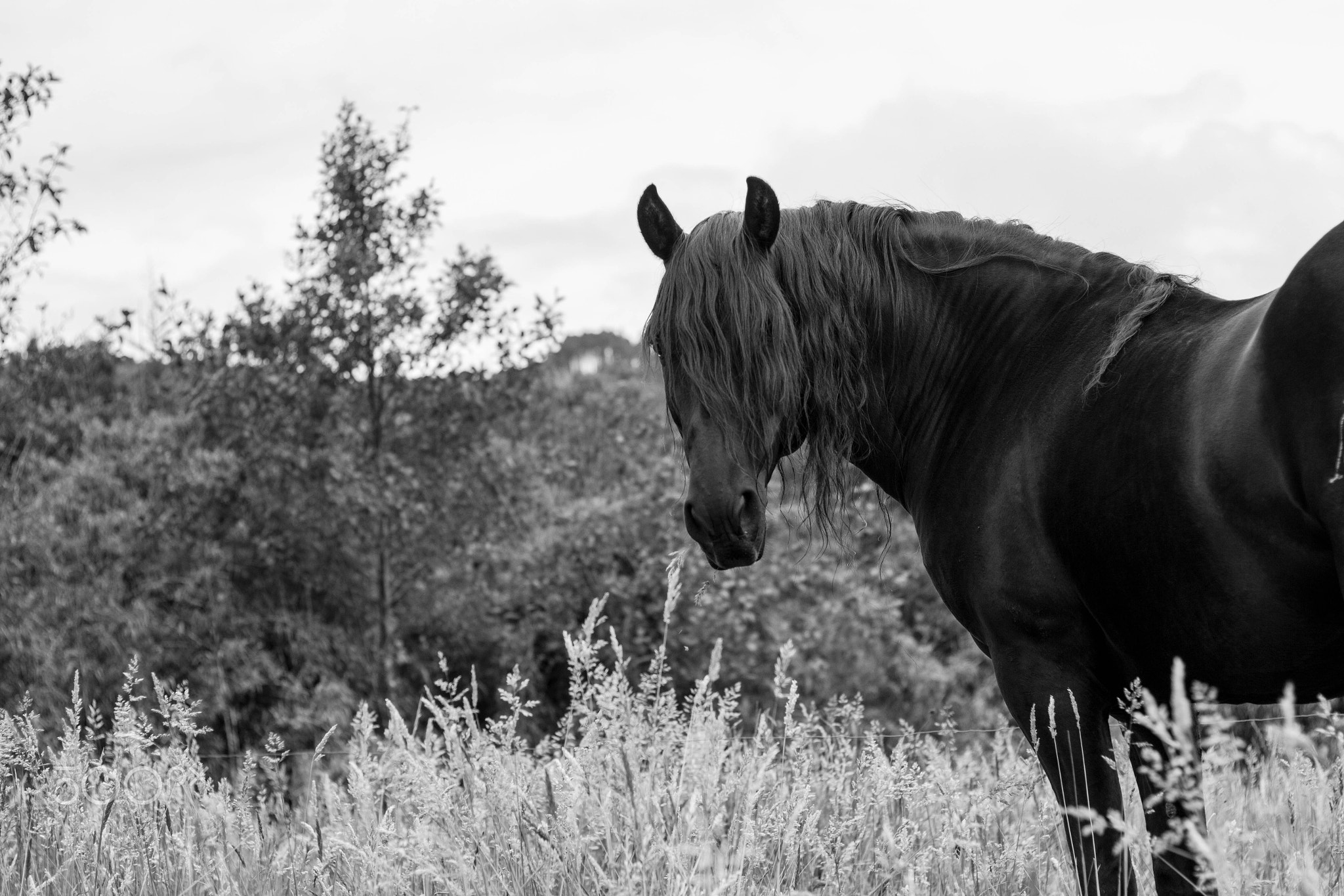 Long Hair Horse