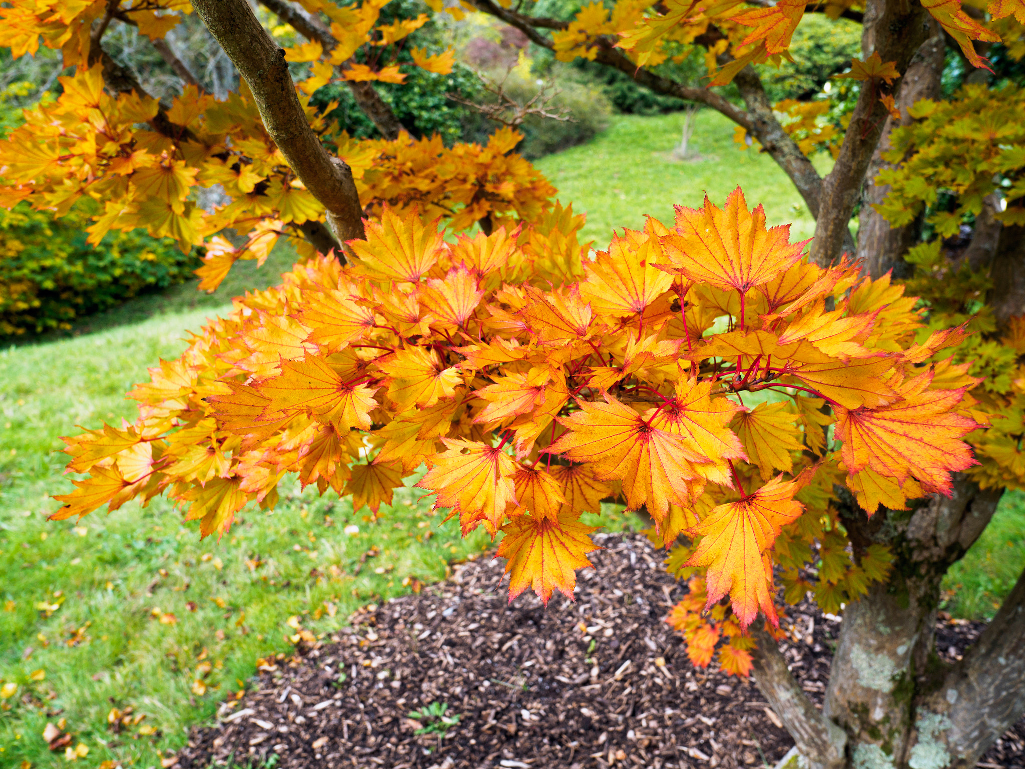 Olympus PEN-F + OLYMPUS M.12mm F2.0 sample photo. Acer shirasawanum cv aureum in autumn colours photography