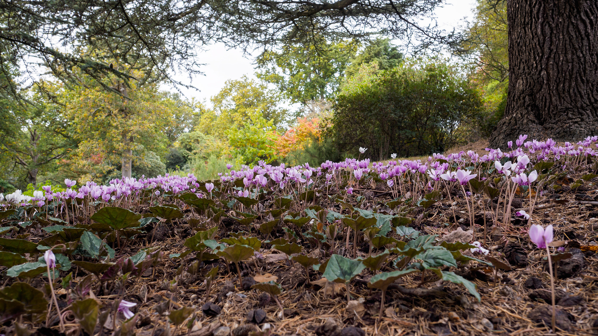 Olympus PEN-F + OLYMPUS M.12mm F2.0 sample photo. Wild cyclamen (persicum) in full bloom photography