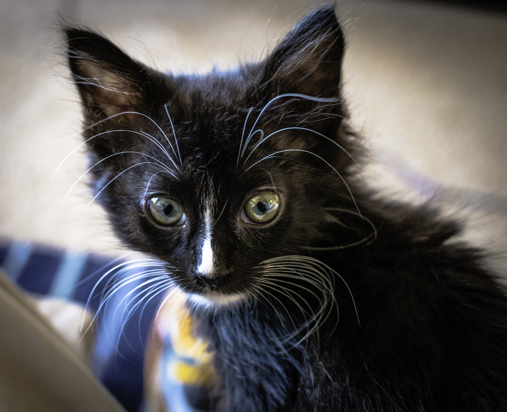 ZEISS Touit 32mm F1.8 sample photo. My little "skunk" jolie photography