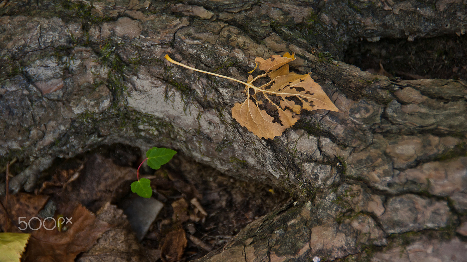 Sony Alpha DSLR-A330 sample photo. L'automne arrive photography