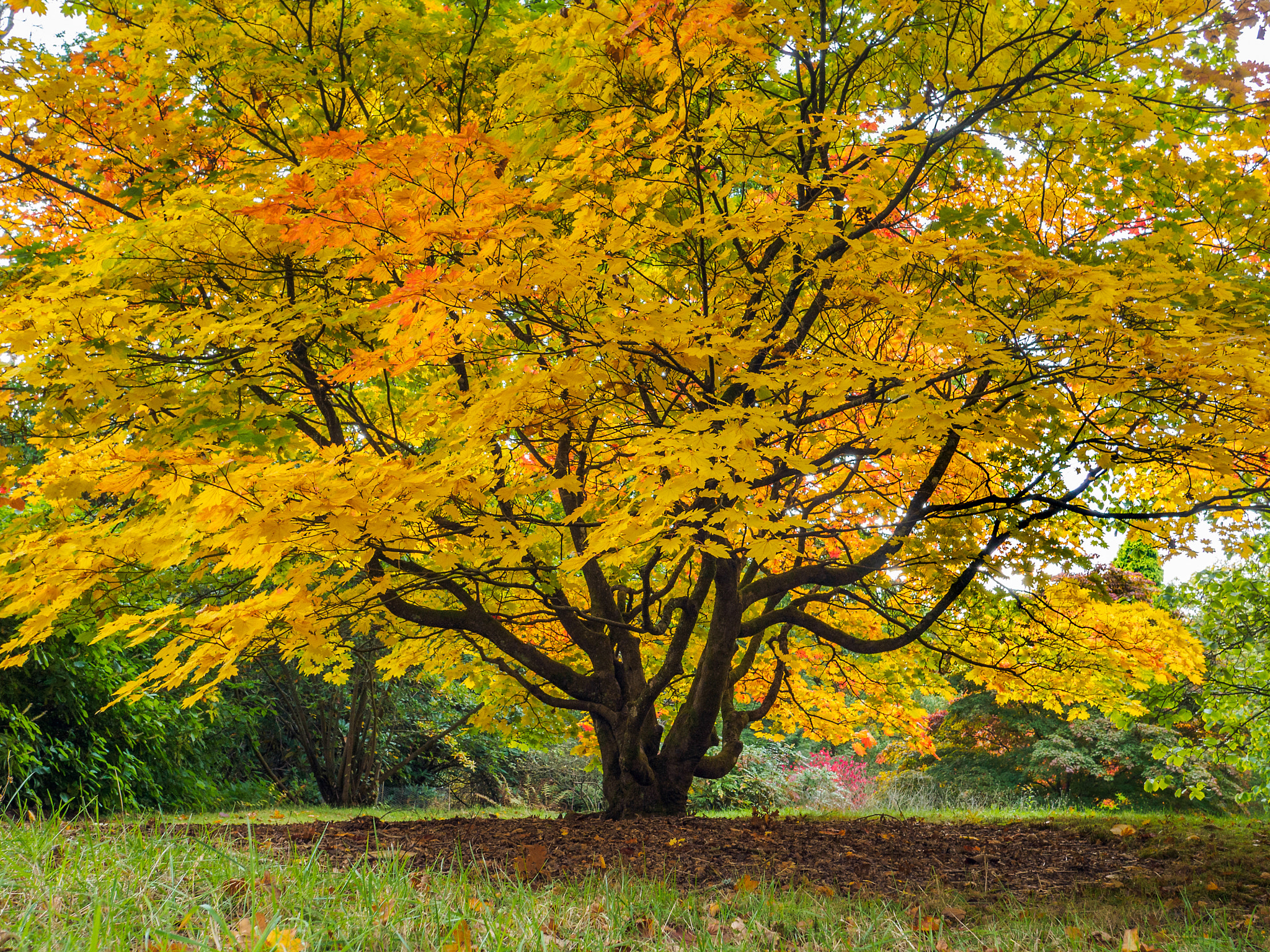 Olympus PEN-F + OLYMPUS M.12mm F2.0 sample photo. Acer soccharinum tree in autumn photography