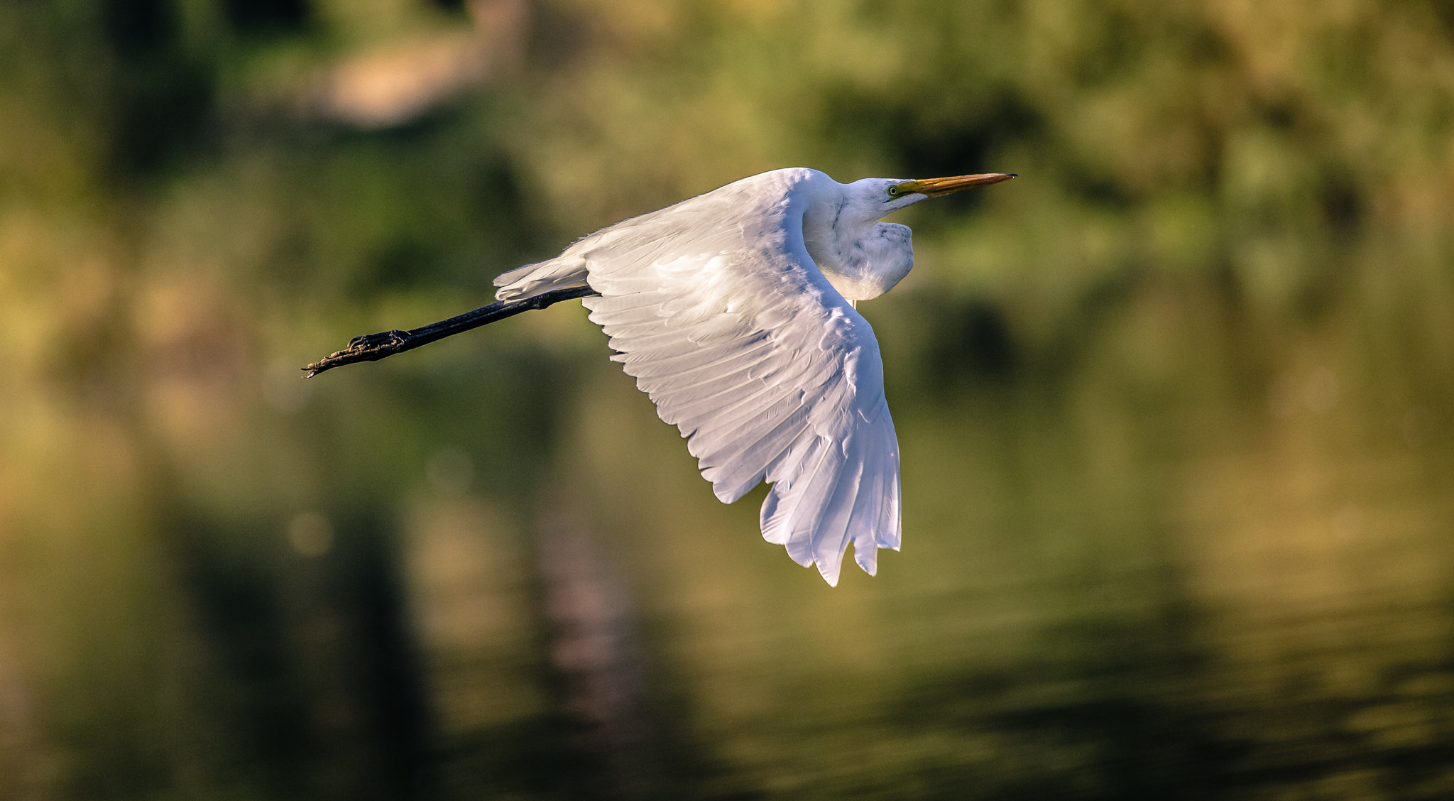150-600mm F5-6.3 DG OS HSM | Contemporary 015 sample photo. Feather detail for days photography