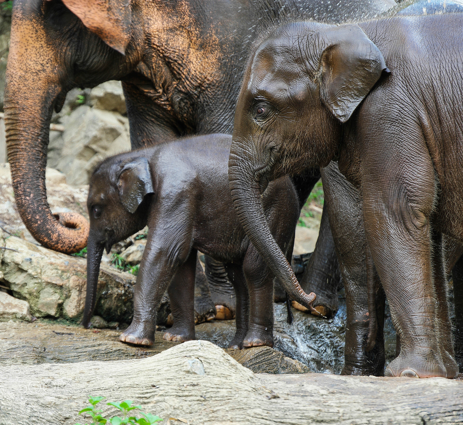 Saumsun NX 16-50mm F2-2.8 S ED OIS sample photo. Elephants of asia photography