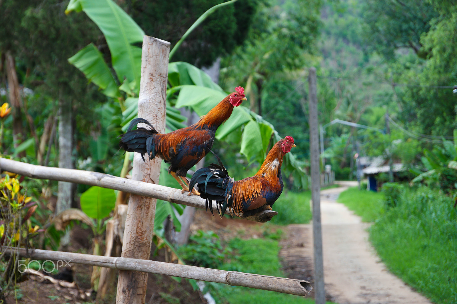 Saumsun NX 16-50mm F2-2.8 S ED OIS sample photo. Roosters in thailand photography