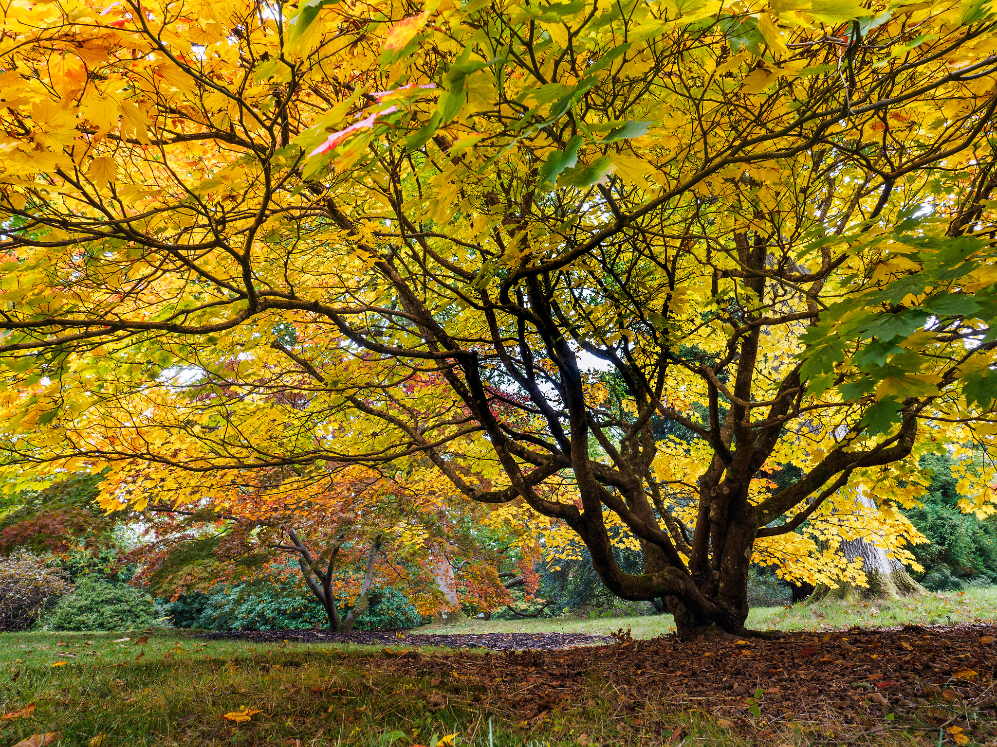 Olympus PEN-F + OLYMPUS M.12mm F2.0 sample photo. Acer soccharinum tree in autumn photography