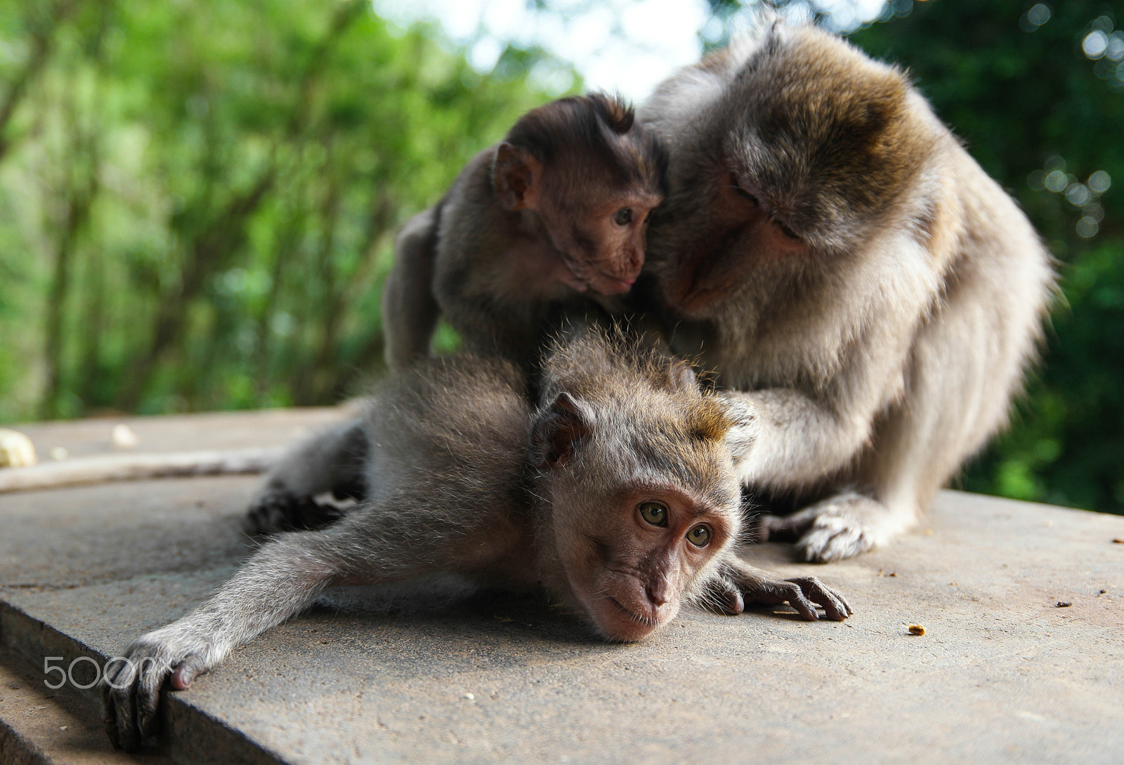 Saumsun NX 16-50mm F2-2.8 S ED OIS sample photo. Monkey time photography