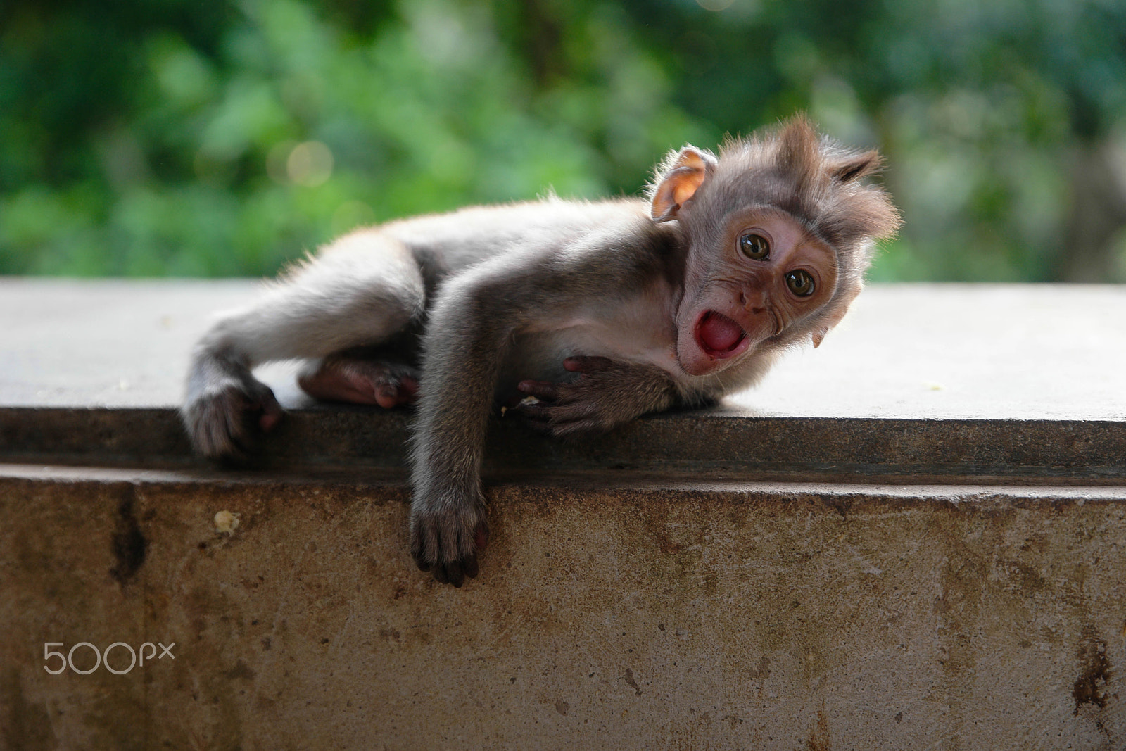 Saumsun NX 16-50mm F2-2.8 S ED OIS sample photo. Monkey face photography