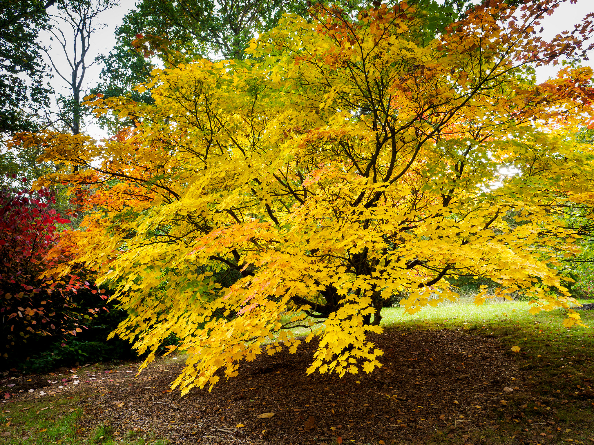 Olympus PEN-F + OLYMPUS M.12mm F2.0 sample photo. Acer soccharinum tree in autumn photography